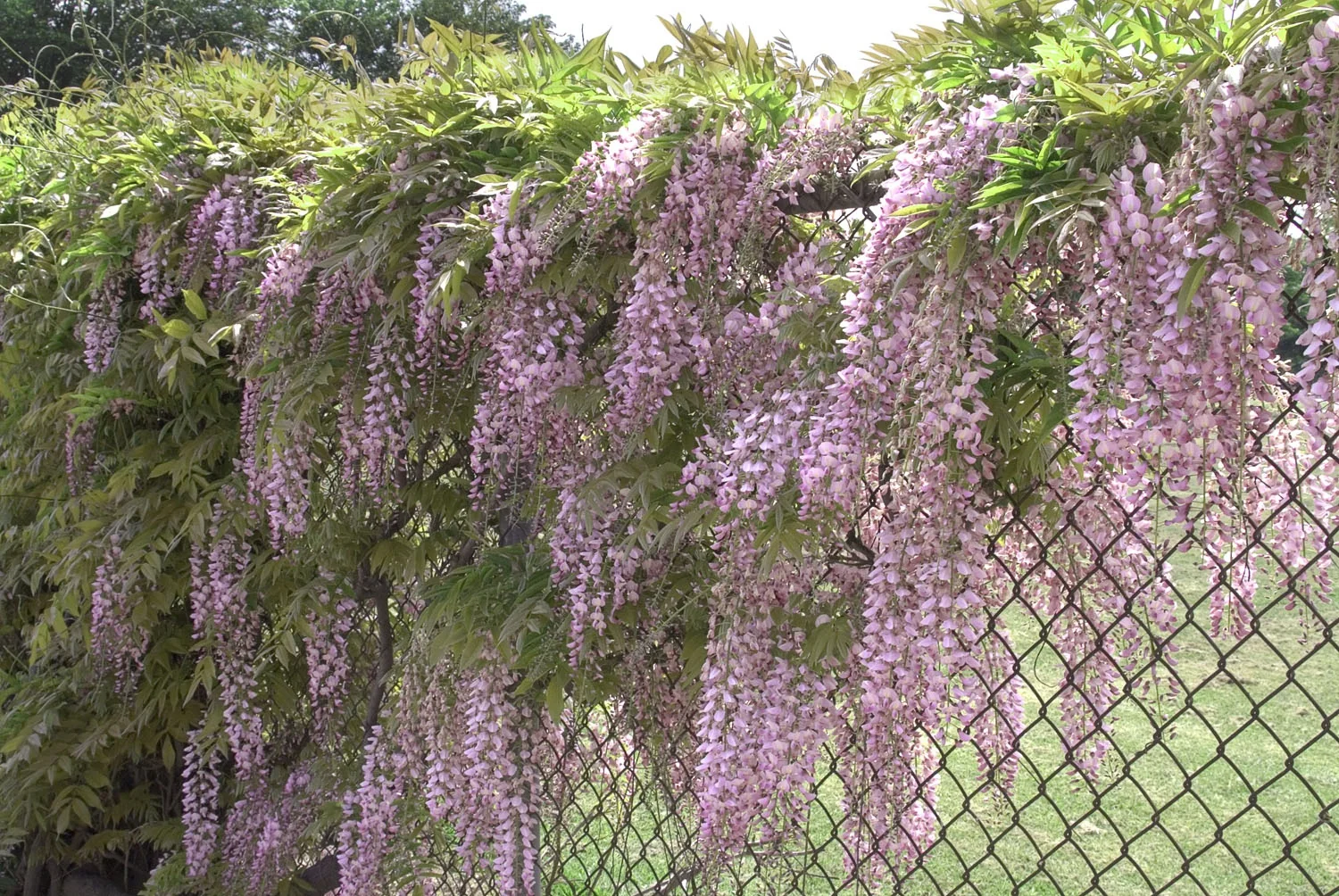 Pink Japanese Wisteria 3 Pink Japanese Wisteria