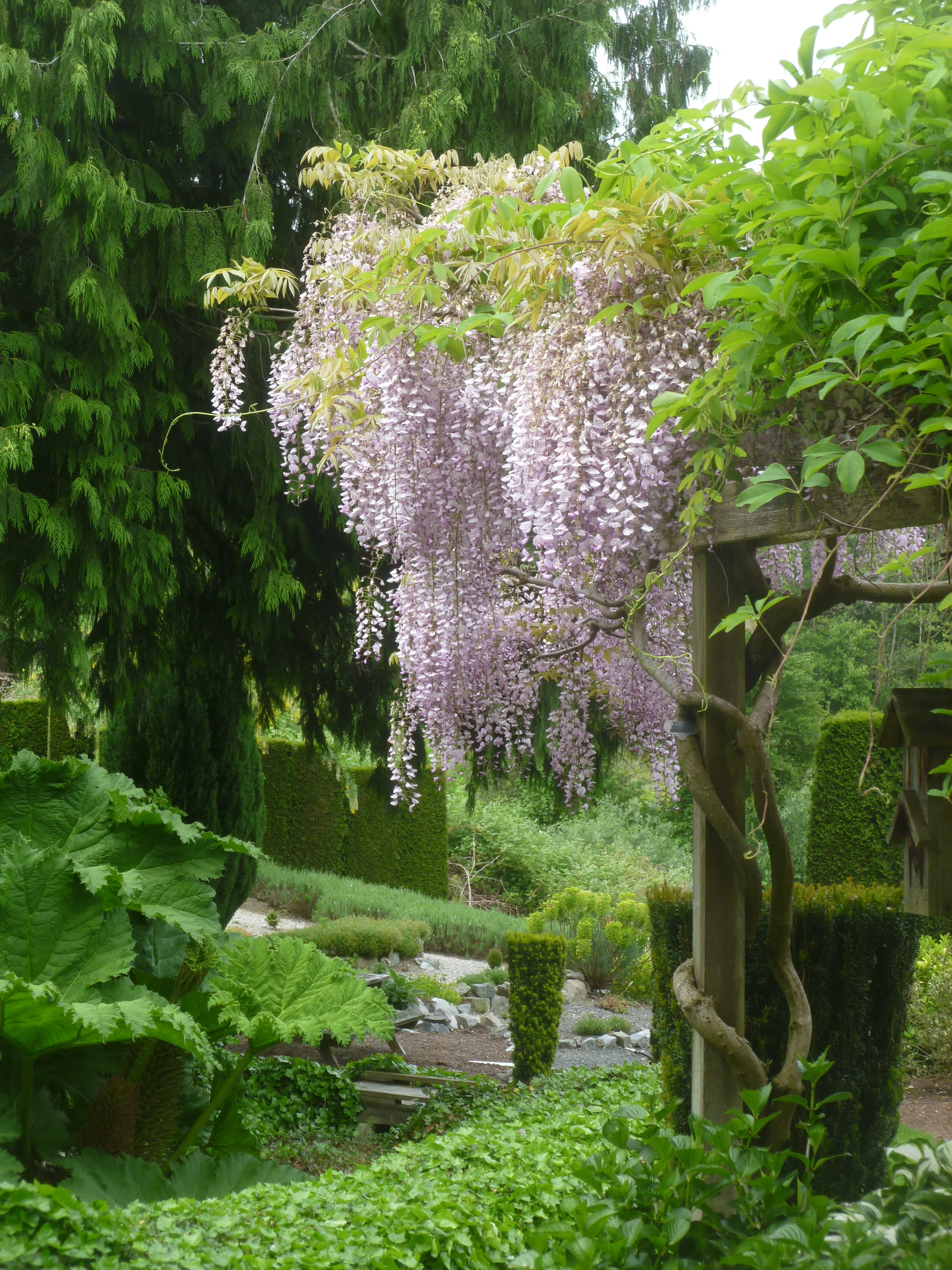 Pink Japanese Wisteria 4 Pink Japanese Wisteria
