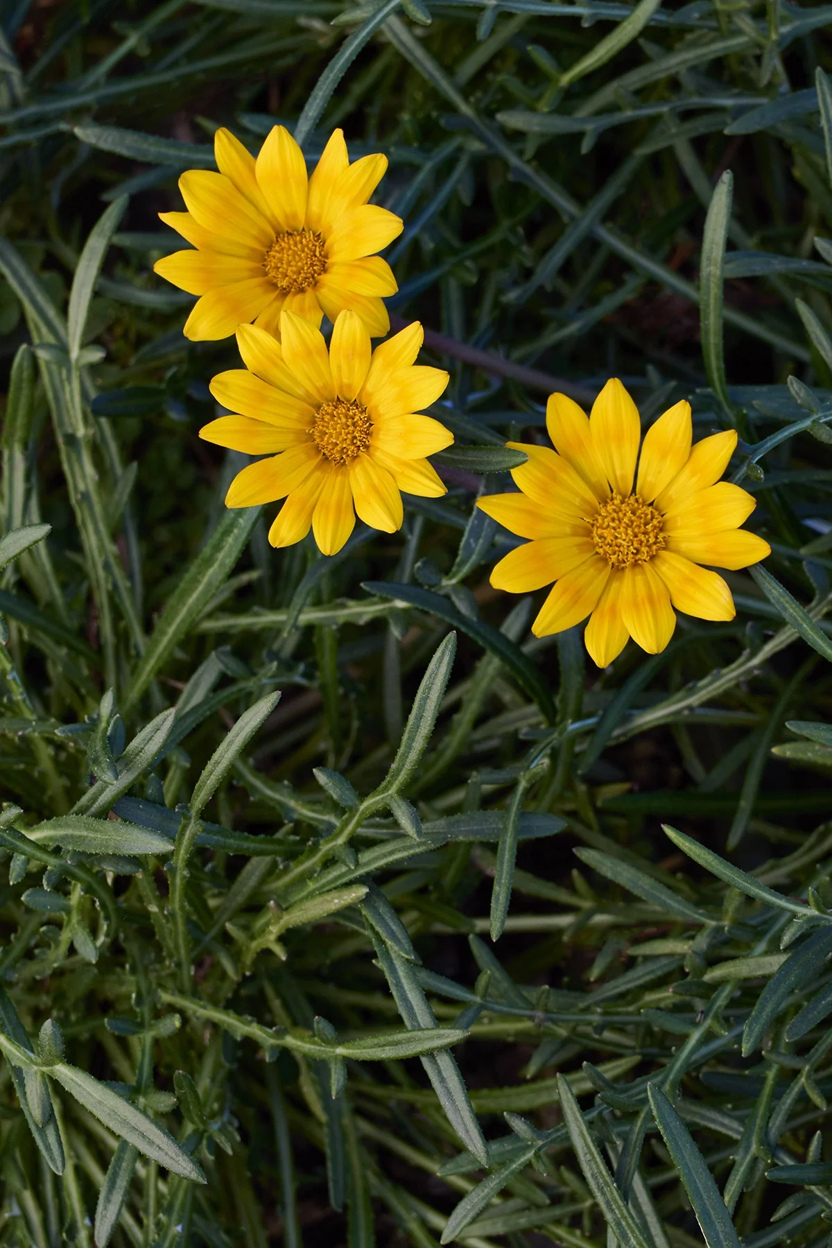 Butterscotch Baby Gazania 8 Butterscotch Baby Gazania