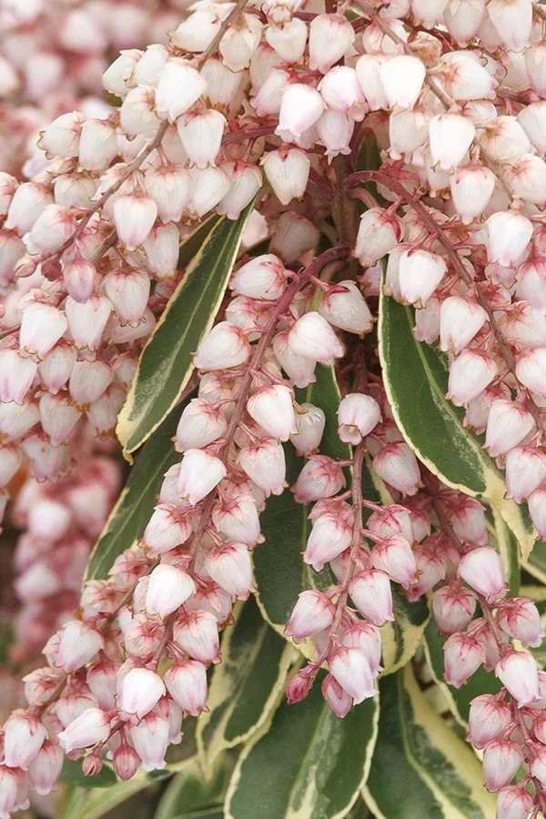Passion Party™ Pink Frost Pieris 3 Passion Party™ Pink Frost Pieris