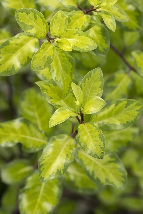 Gold Coast® Pittosporum 14 Gold Coast® Pittosporum