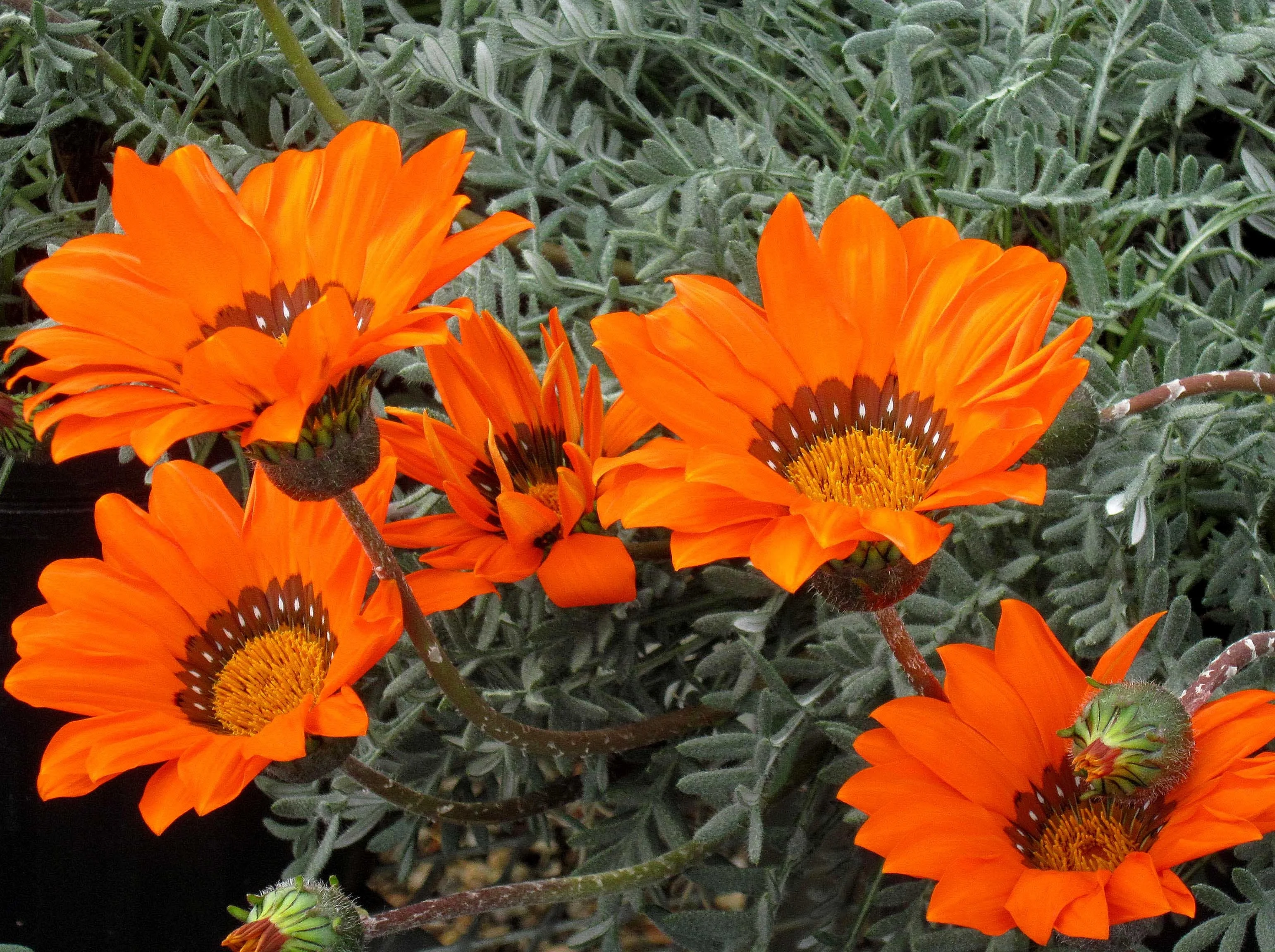 Hantamberg Orange African Daisy 1 Hantamberg Orange African Daisy