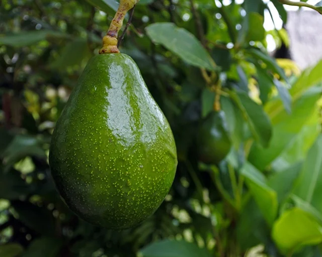Sir Prize Avocado 9 Sir Prize Avocado