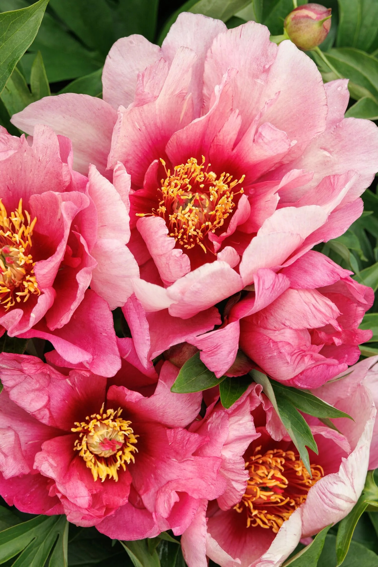 Pink Ardour Itoh Peony 2 Pink Ardour Itoh Peony