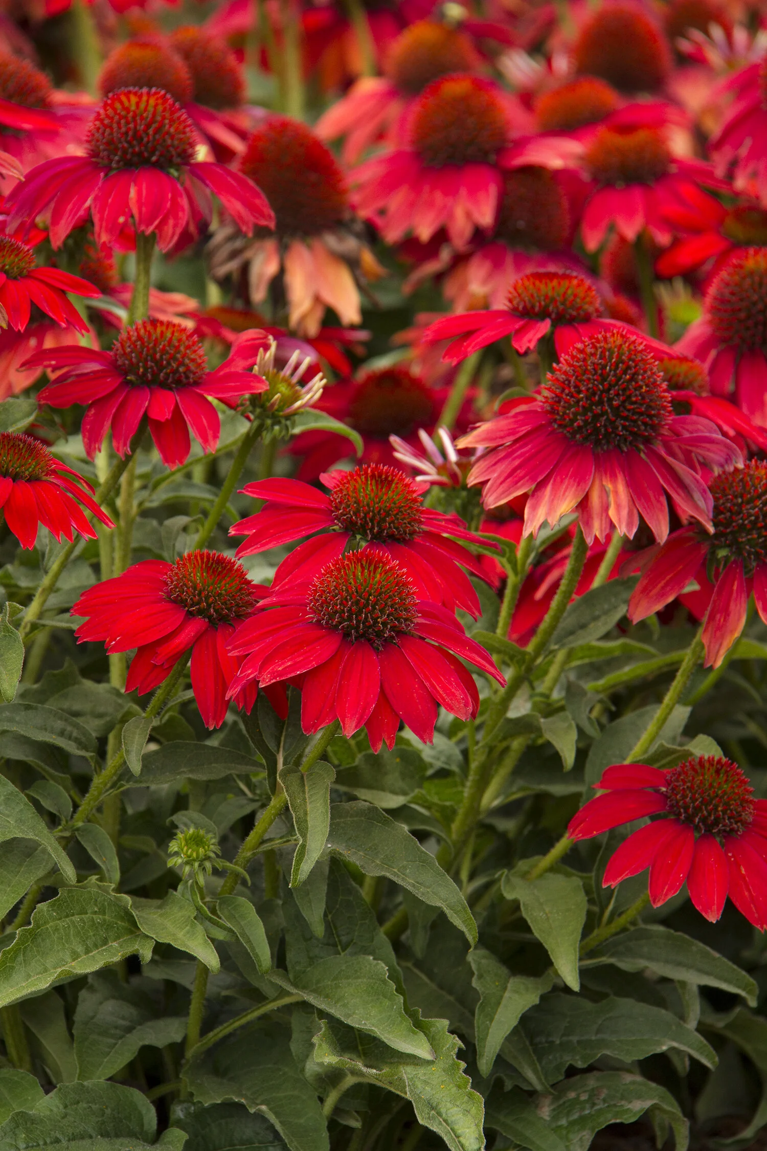 Sombrero® Salsa Red Coneflower 2 Sombrero® Salsa Red Coneflower