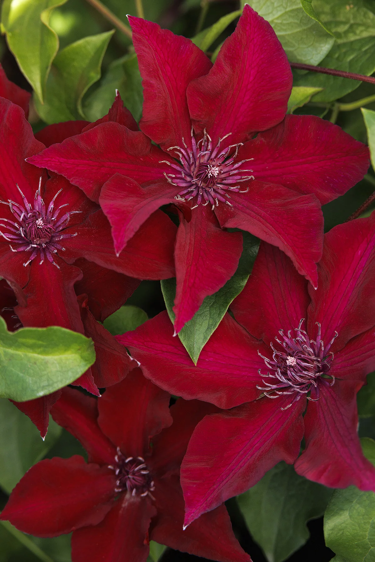 Boulevard® Nubia™ Clematis 3 Boulevard® Nubia™ Clematis