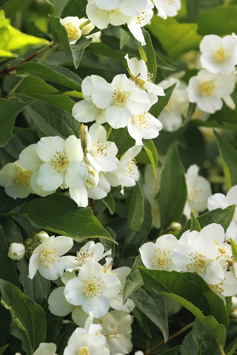 Swan Lake® Mock Orange 1 Swan Lake® Mock Orange