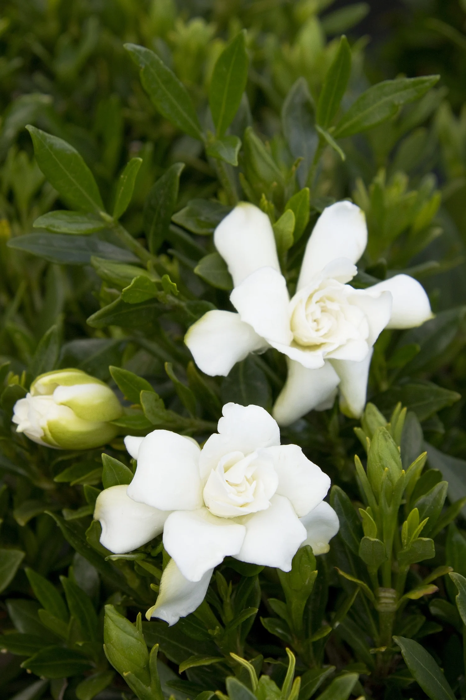 Miniature Gardenia (Grafted)