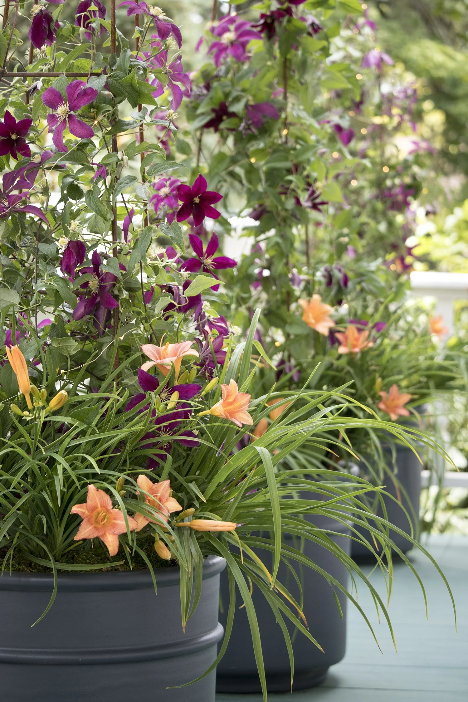 EveryDaylily® Pink Wing Daylily 3 EveryDaylily® Pink Wing Daylily