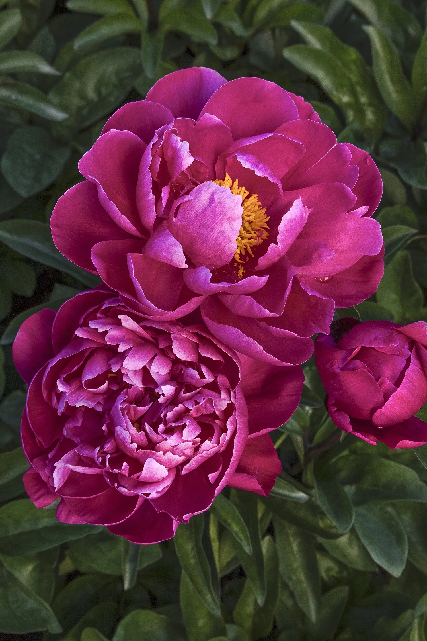 Red Sarah Bernhardt Peony 1 Red Sarah Bernhardt Peony