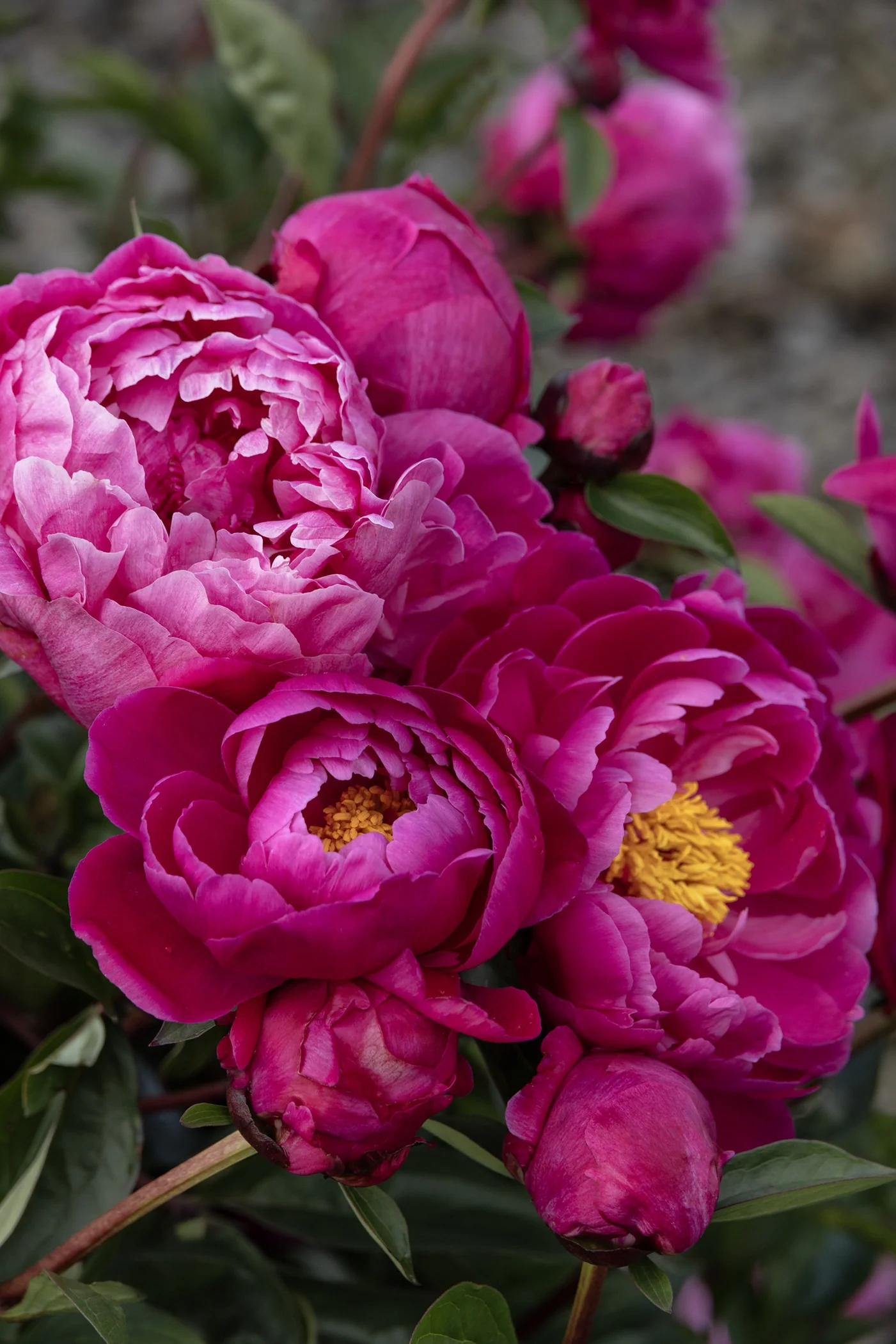 Red Sarah Bernhardt Peony 2 Red Sarah Bernhardt Peony