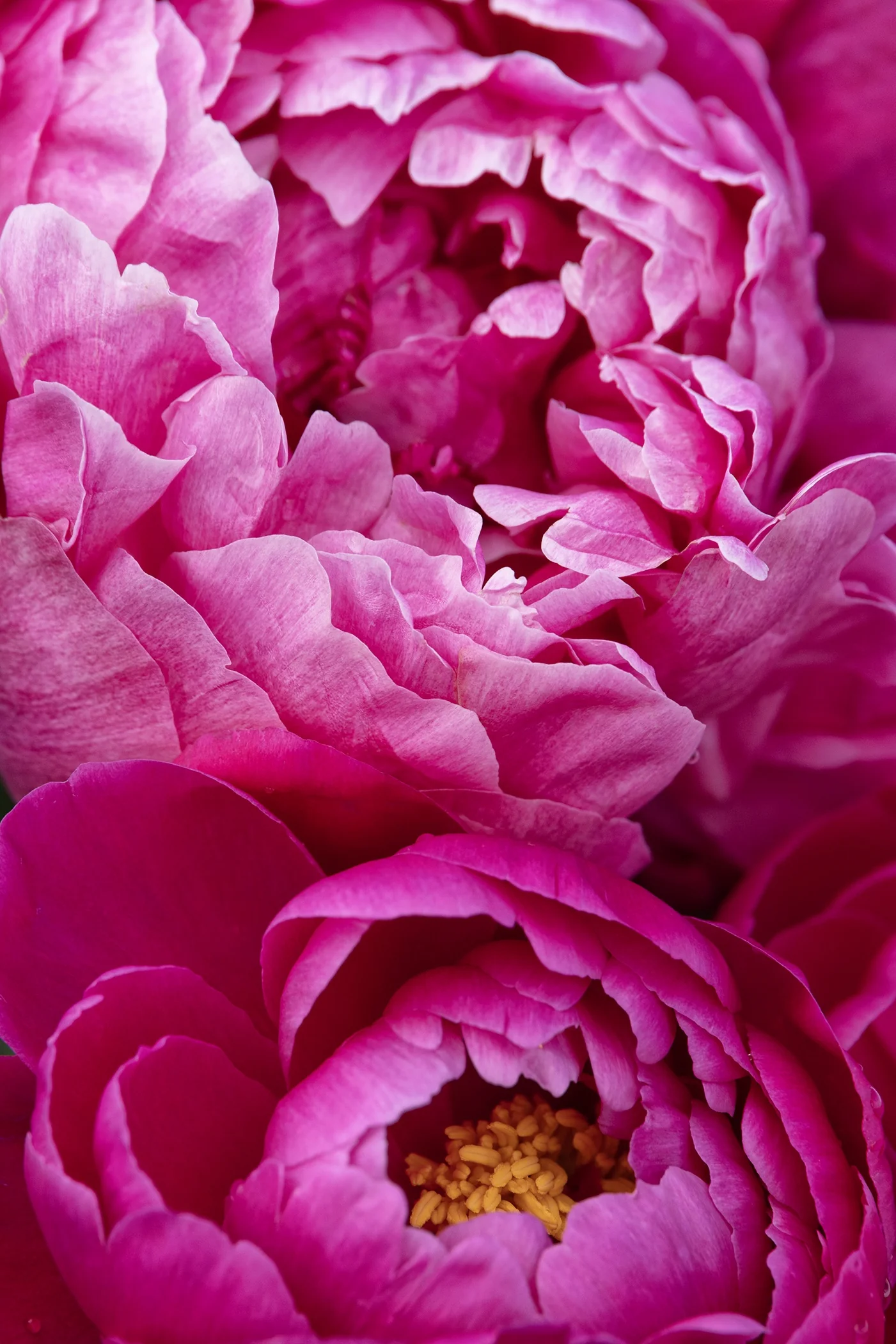 Red Sarah Bernhardt Peony 3 Red Sarah Bernhardt Peony