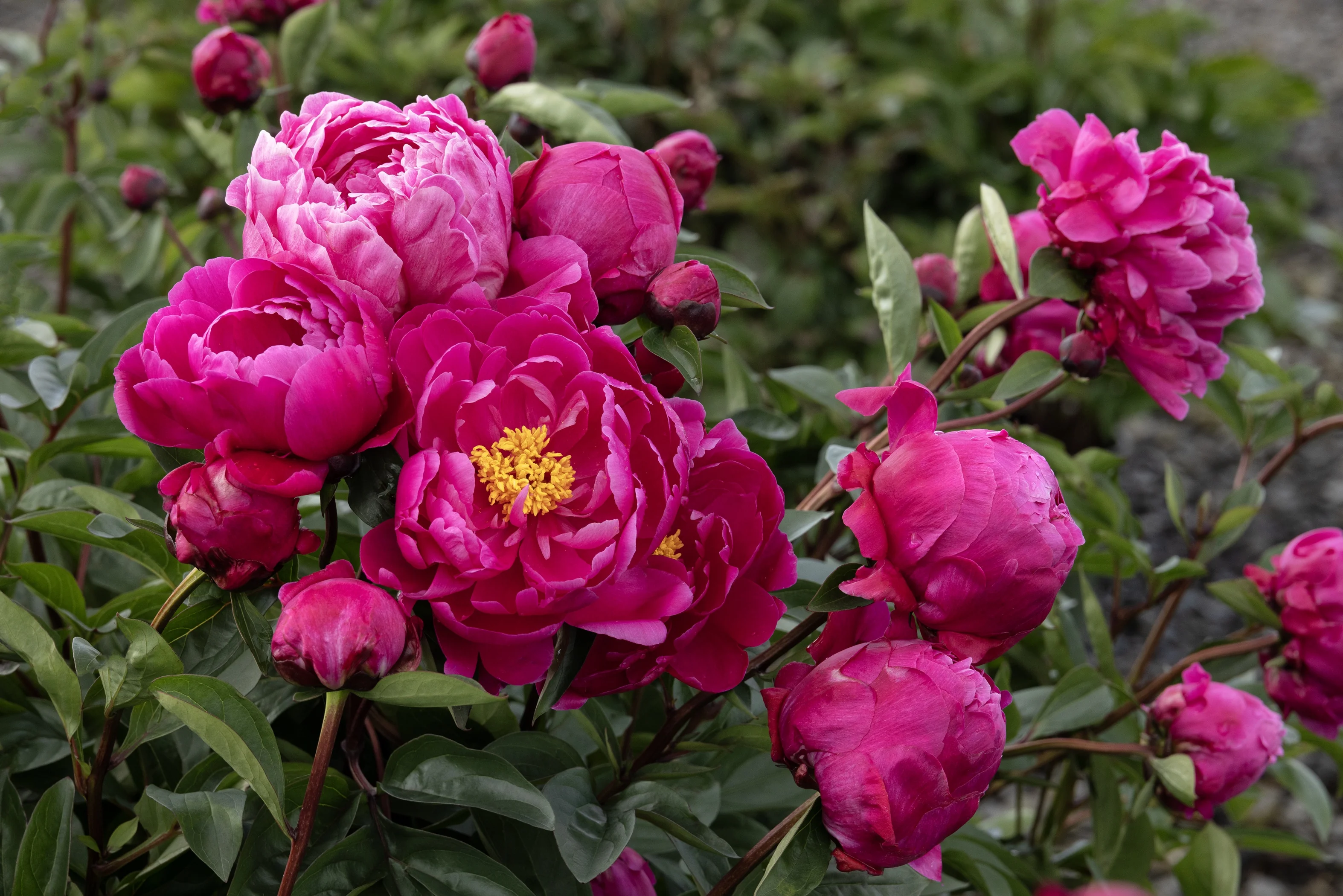 Red Sarah Bernhardt Peony 4 Red Sarah Bernhardt Peony
