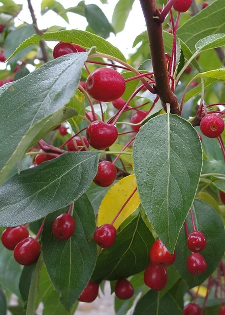 Starlite® Flowering Crabapple 1 Starlite® Flowering Crabapple