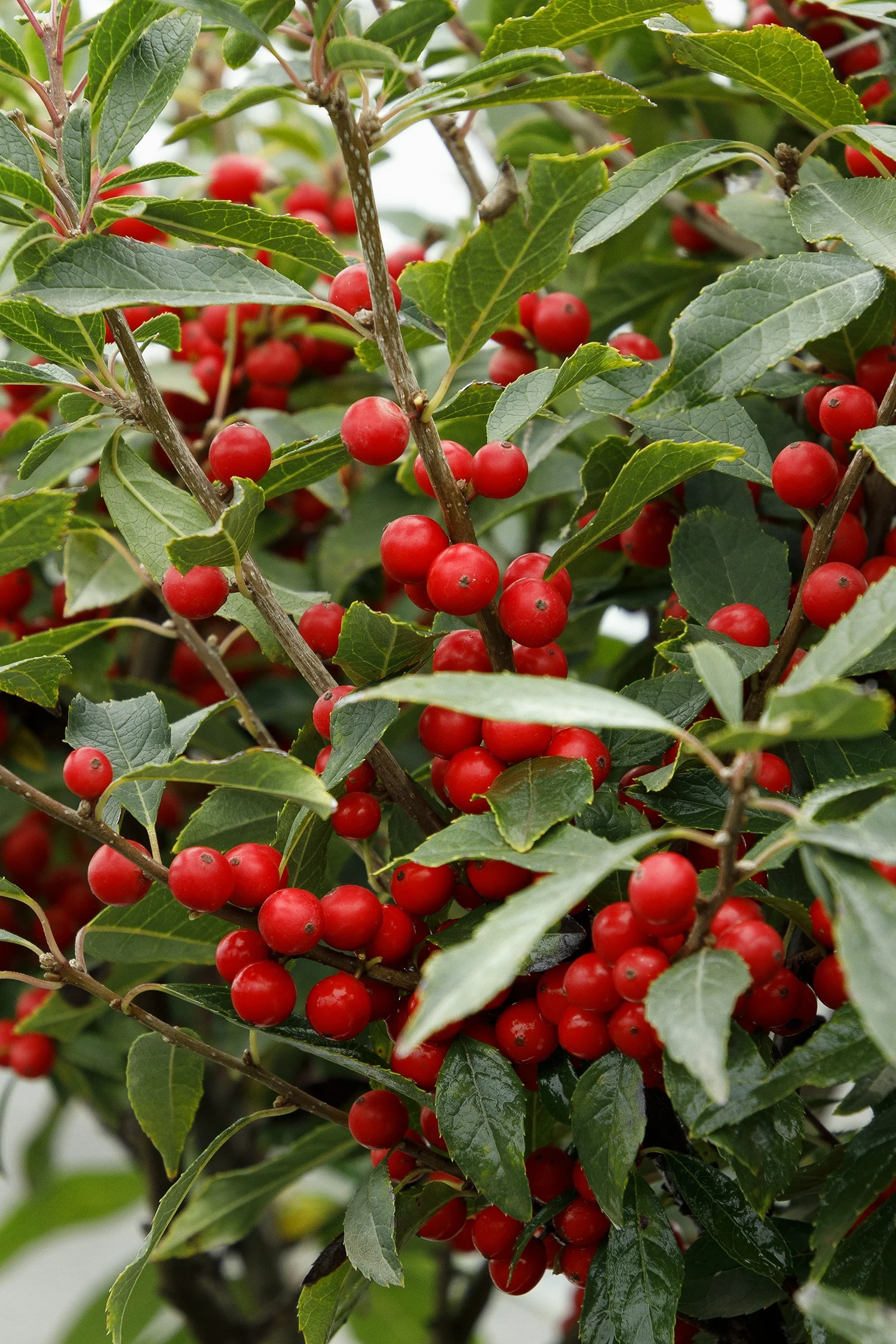 Berry Poppins® Winterberry