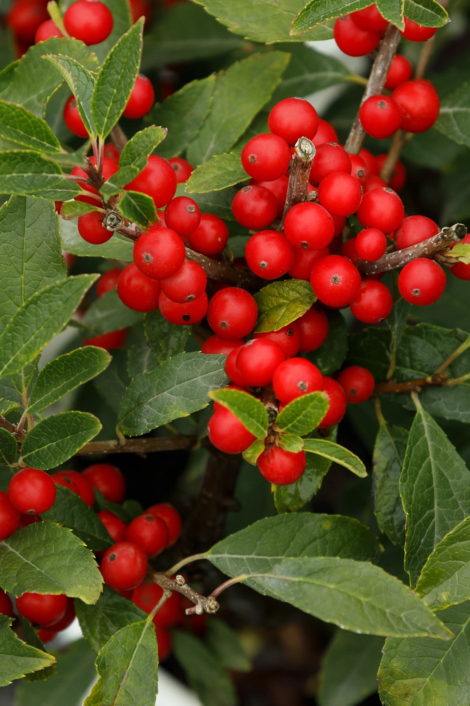 Berry Poppins® Winterberry