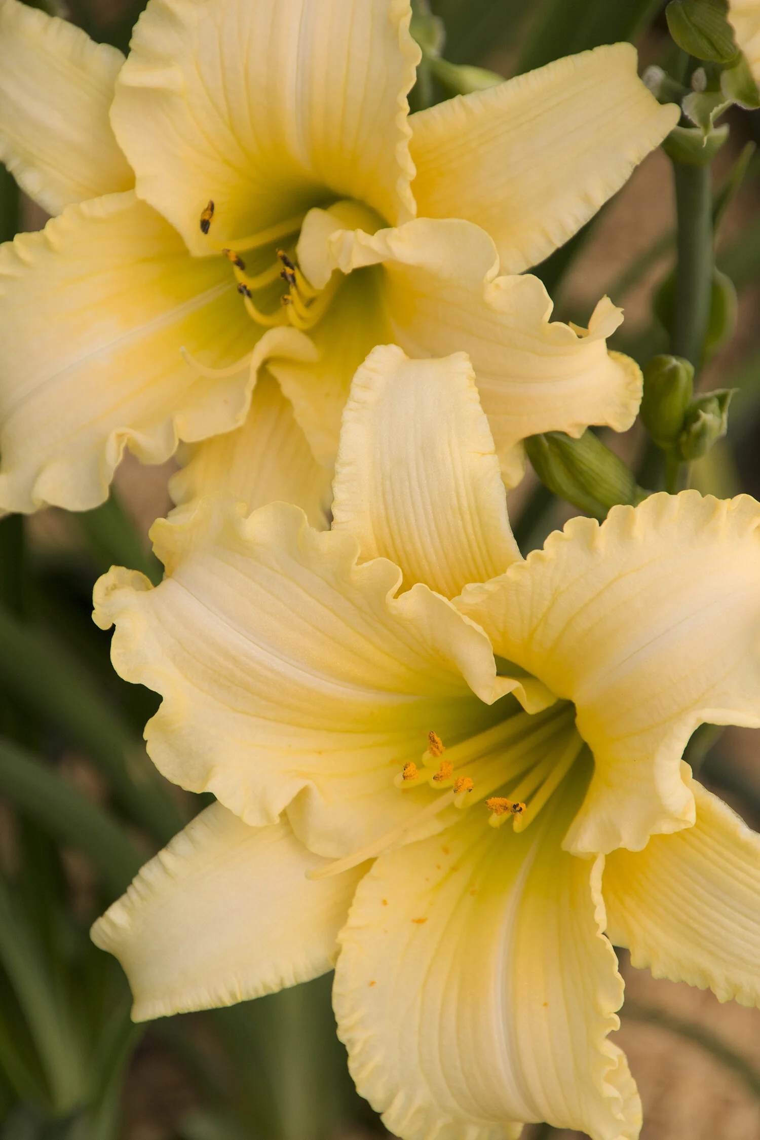 EveryDaylily® Cream Daylily