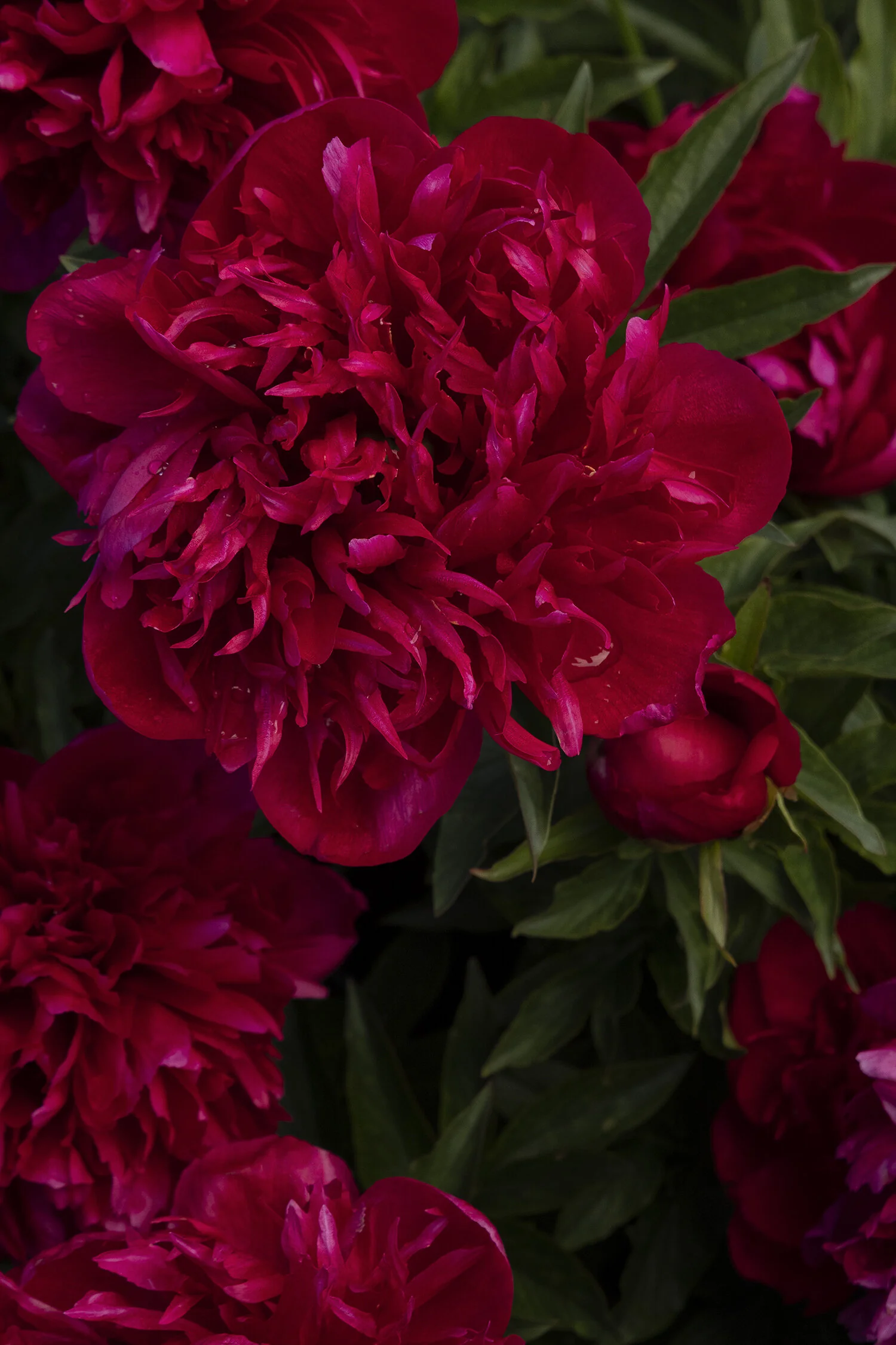 Many Happy Returns Peony 8 Many Happy Returns Peony
