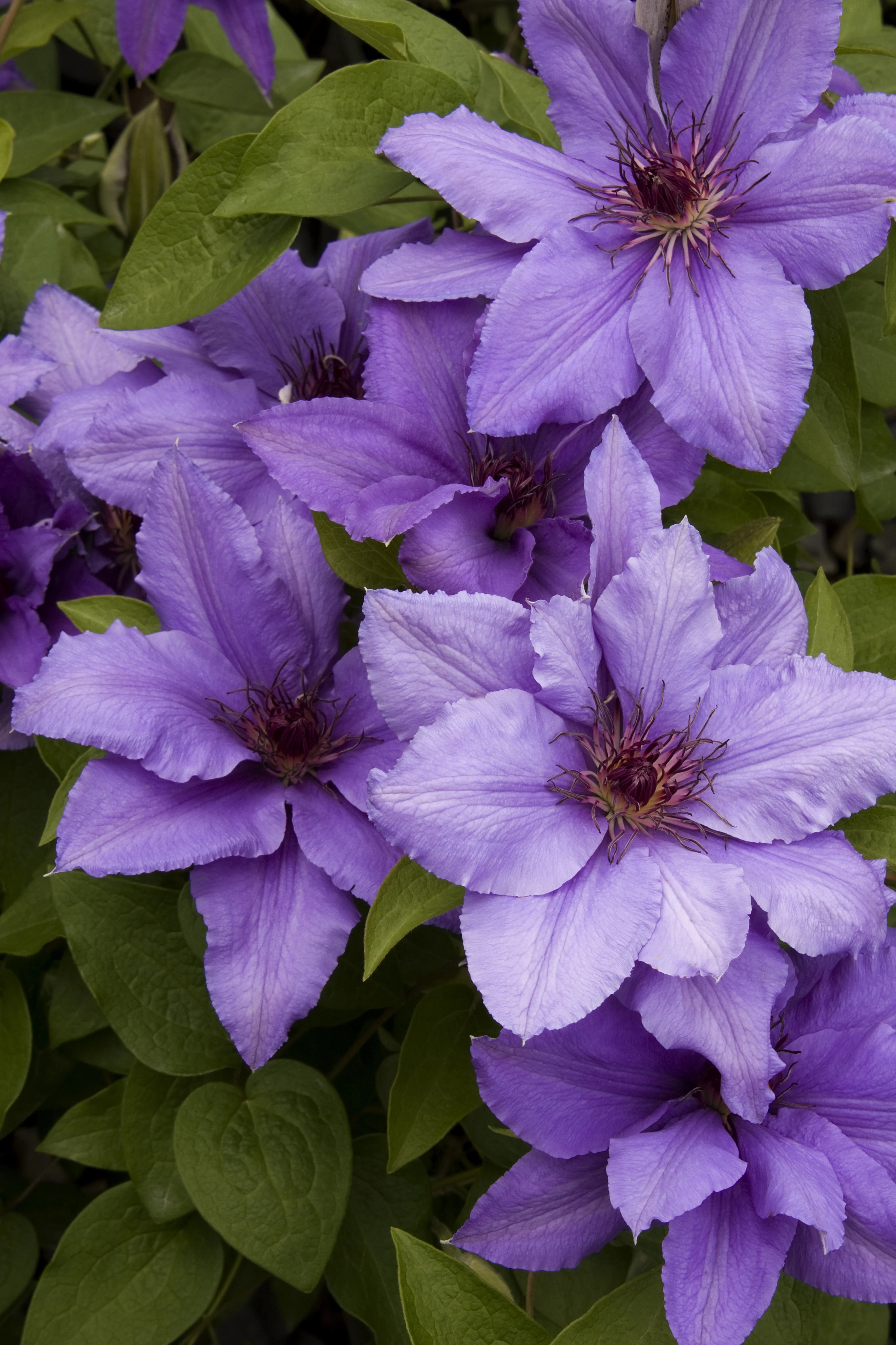 Boulevard® Parisienne™ Clematis