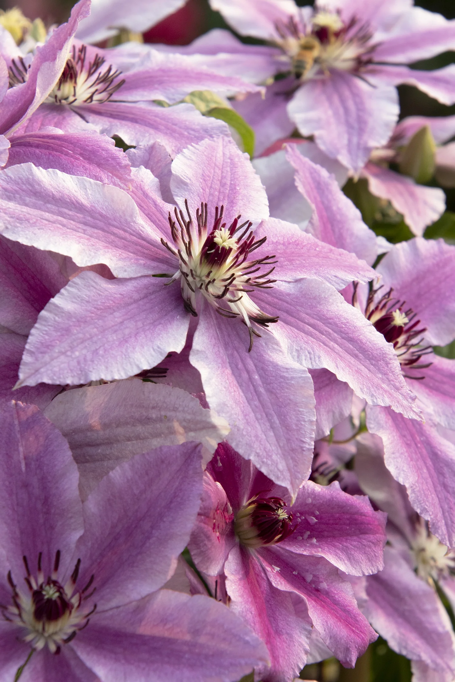 Boulevard® Cherokee™ Clematis 1 Boulevard® Cherokee™ Clematis