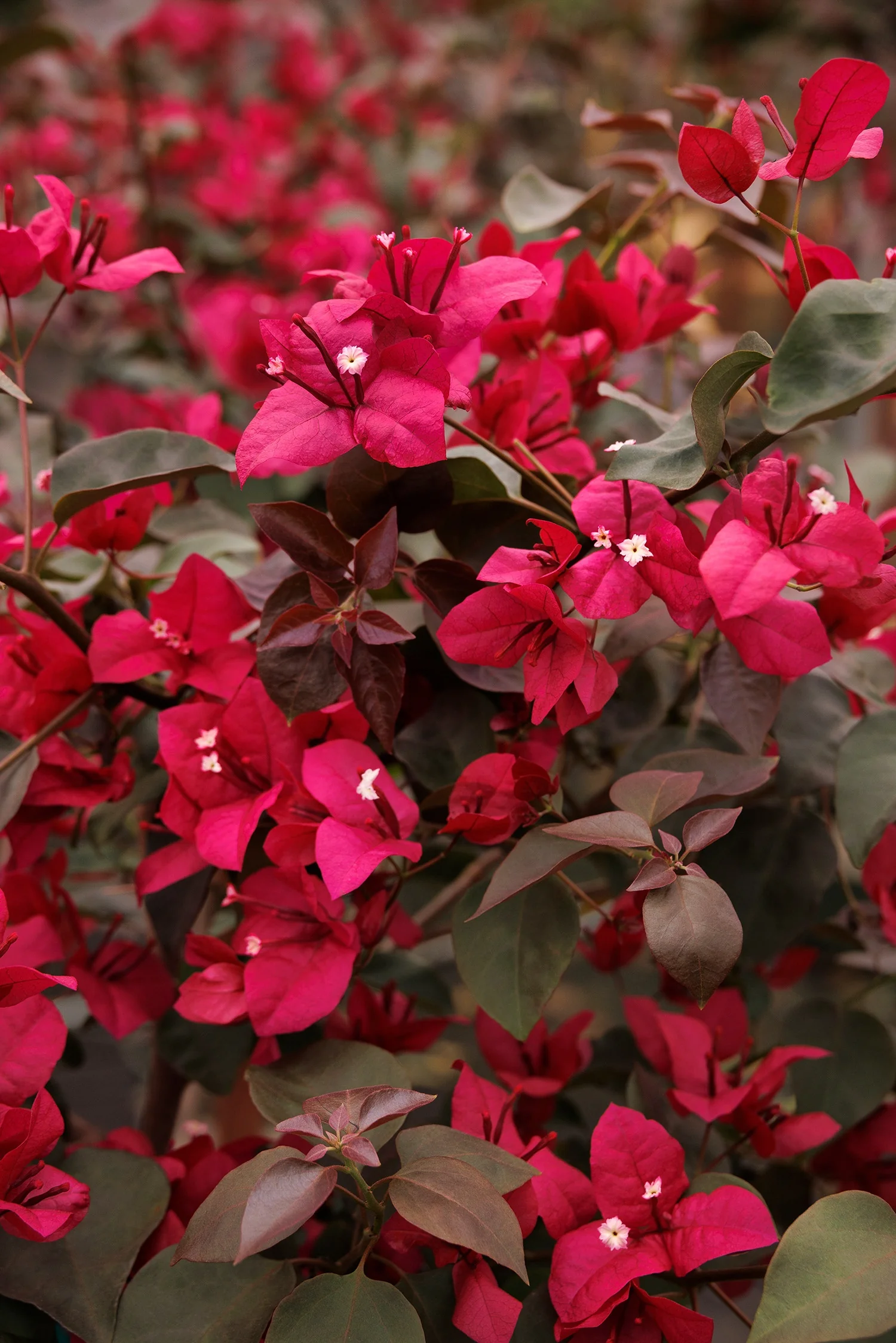 Burgundy Queen® Bougainvillea 2 Burgundy Queen® Bougainvillea
