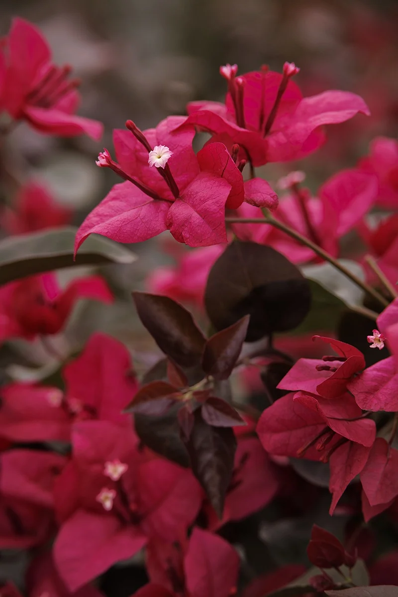 Burgundy Queen® Bougainvillea 2 Burgundy Queen® Bougainvillea
