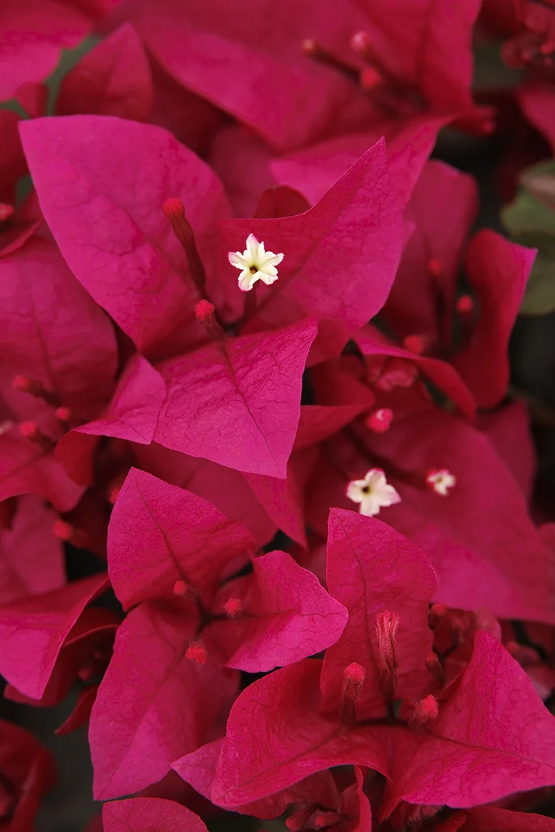 Burgundy Queen® Bougainvillea 3 Burgundy Queen® Bougainvillea