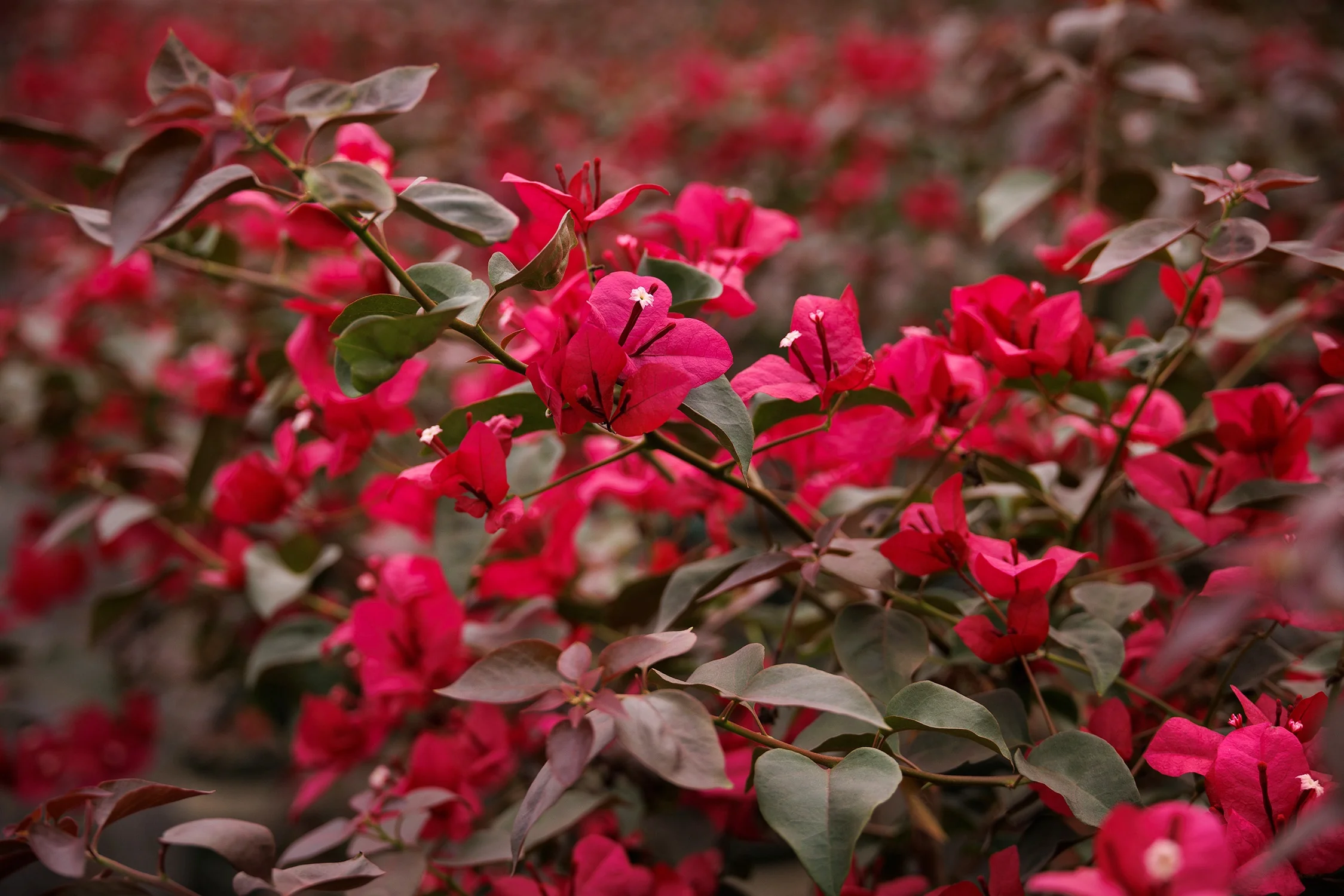 Burgundy Queen® Bougainvillea 4 Burgundy Queen® Bougainvillea