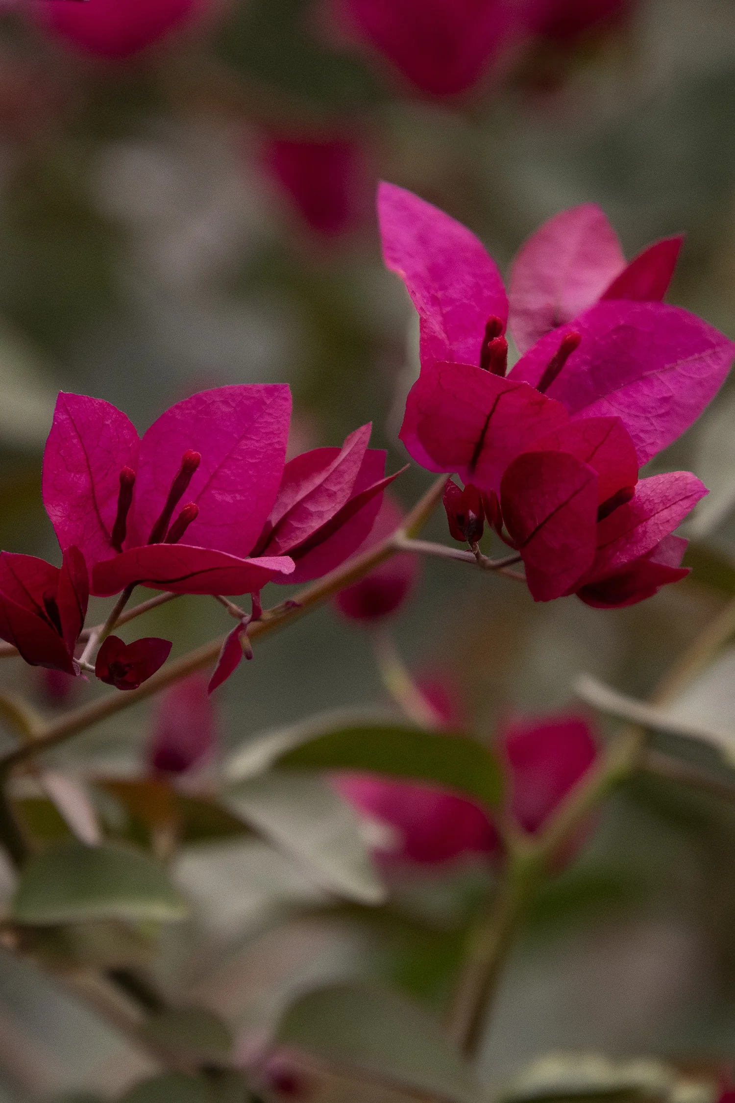 Burgundy Queen® Bougainvillea 5 Burgundy Queen® Bougainvillea