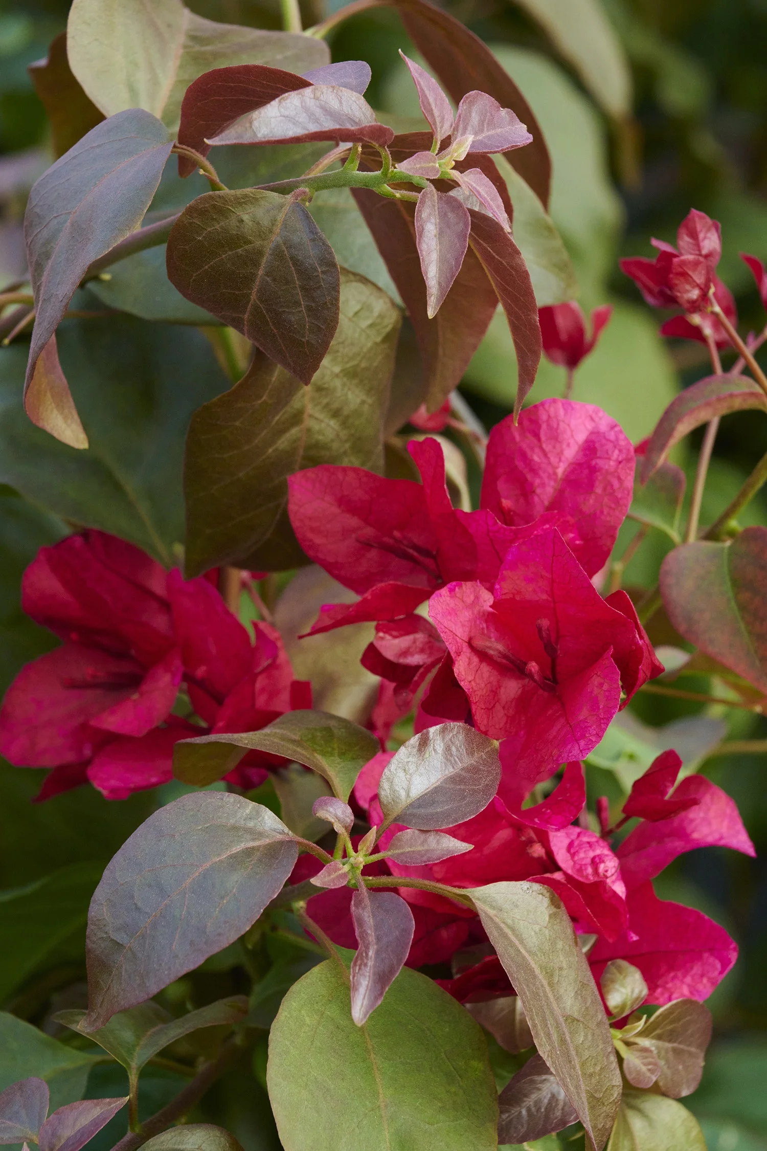 Burgundy Queen® Bougainvillea 6 Burgundy Queen® Bougainvillea
