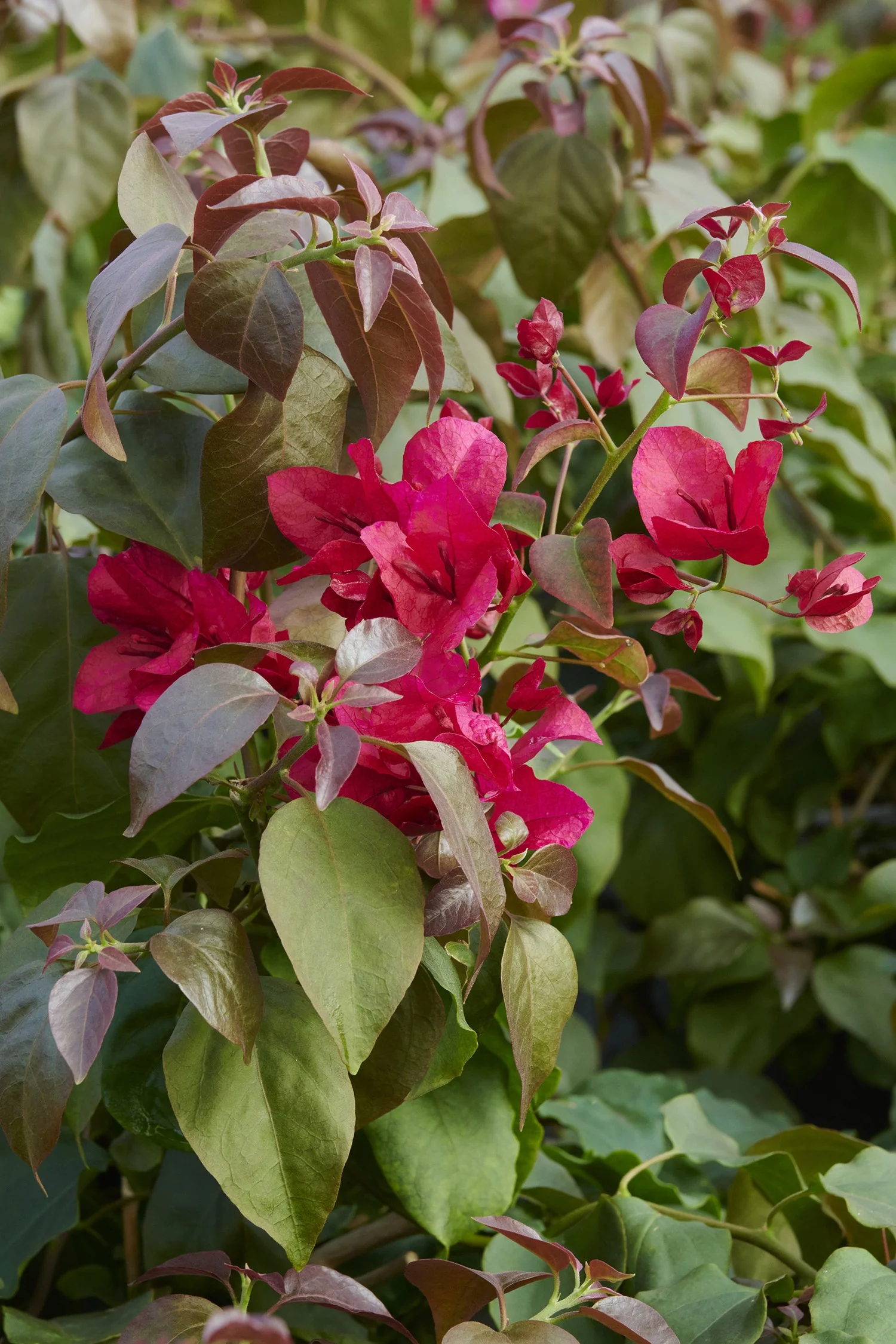 Burgundy Queen® Bougainvillea 7 Burgundy Queen® Bougainvillea