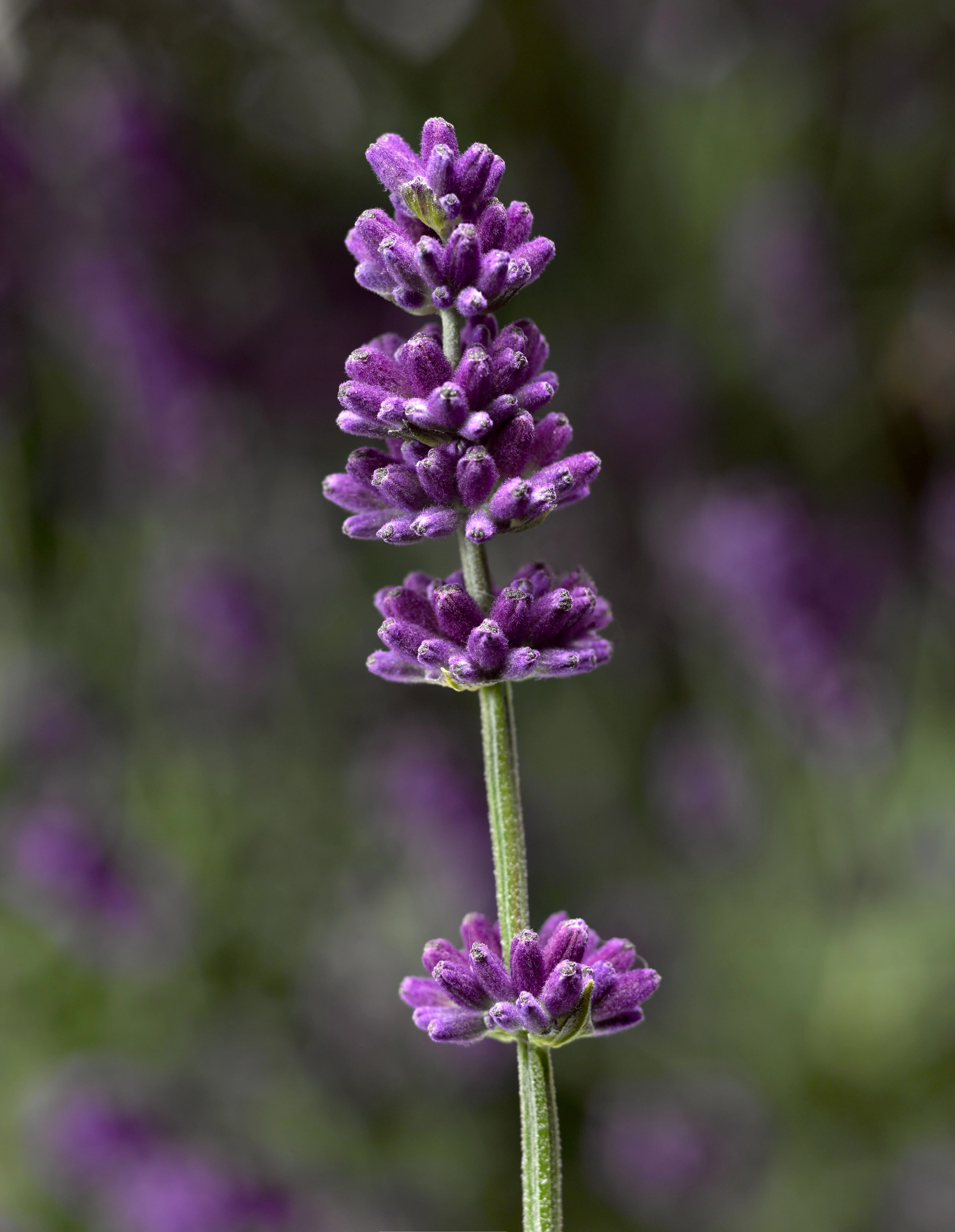 Vintro® Forte Blue English Lavender
