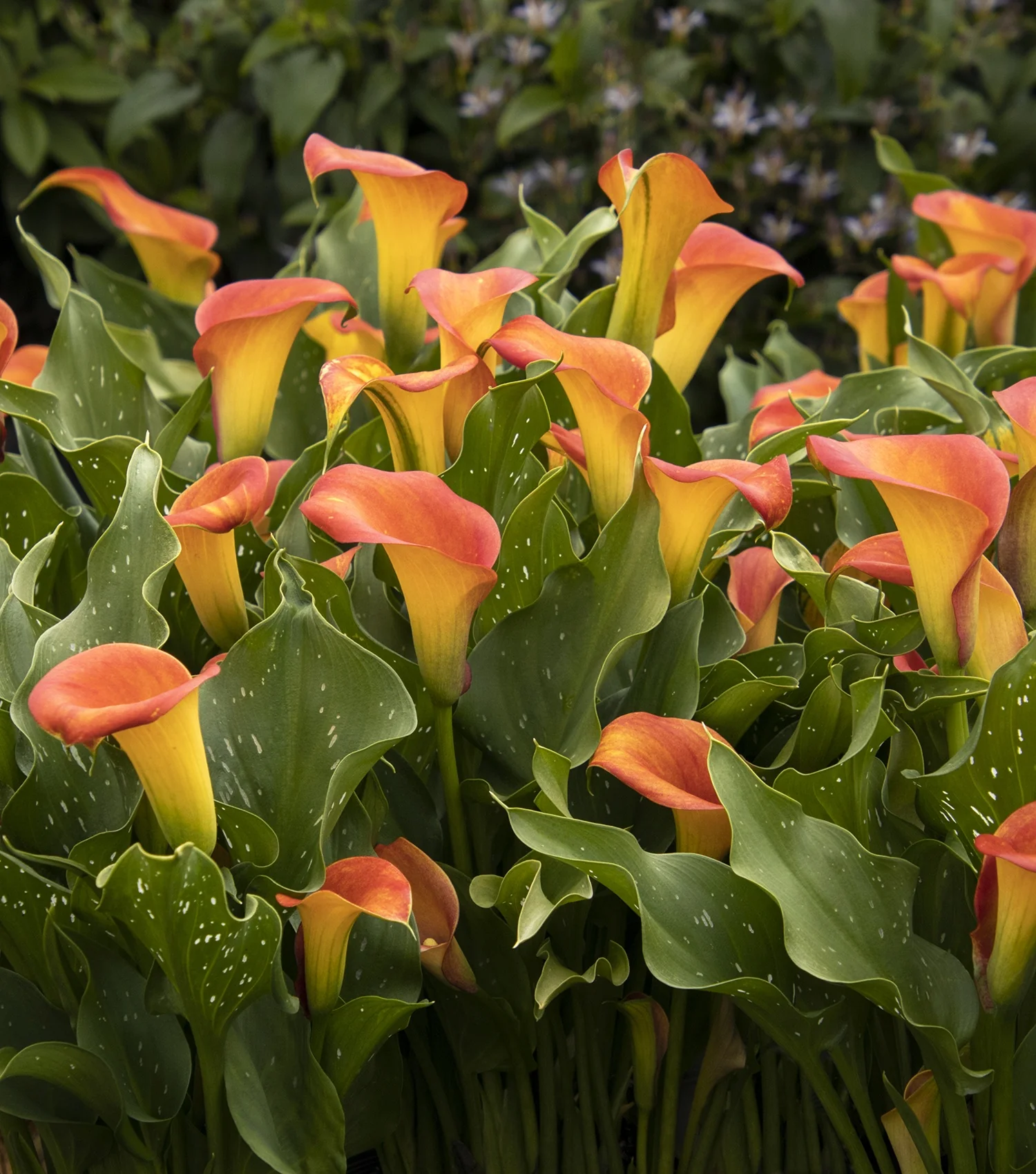 Captain Brunello Calla Lily