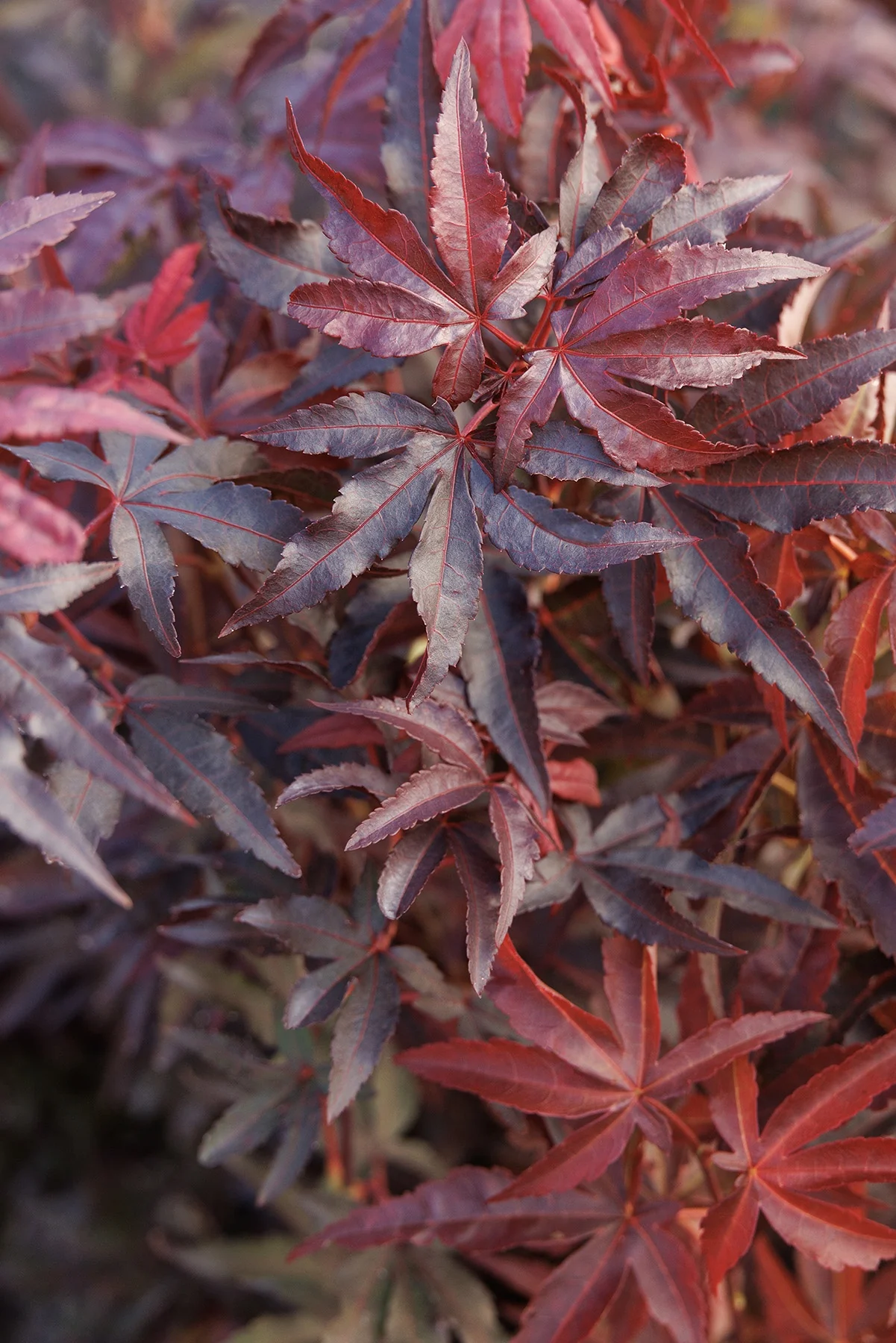 Twombly's Red Sentinel Japanese Maple