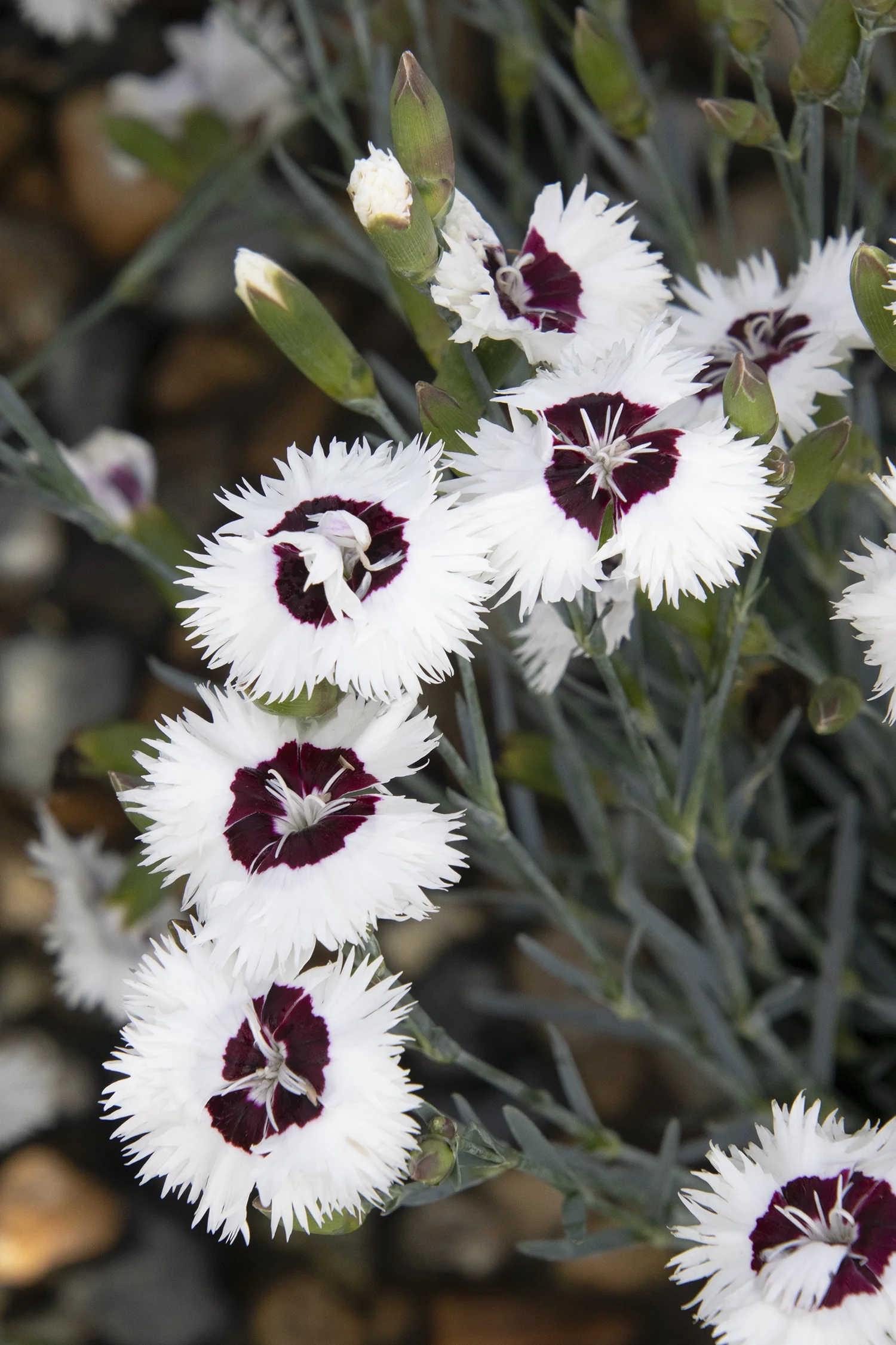 Whetman Stars™ Stargazer Dianthus