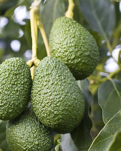 Lamb Hass Avocado 2 Lamb Hass Avocado