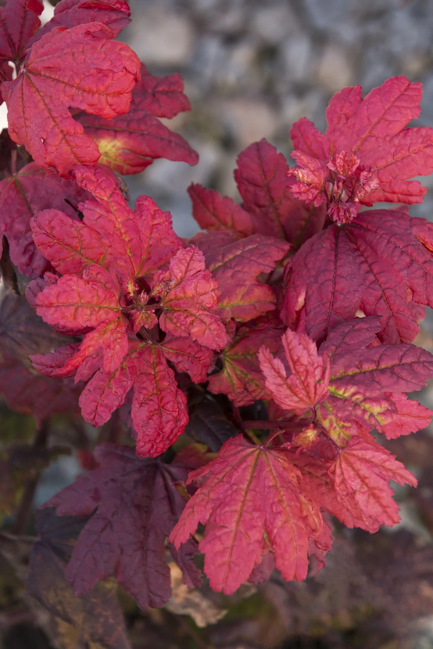 Plum Passion® Vine Maple