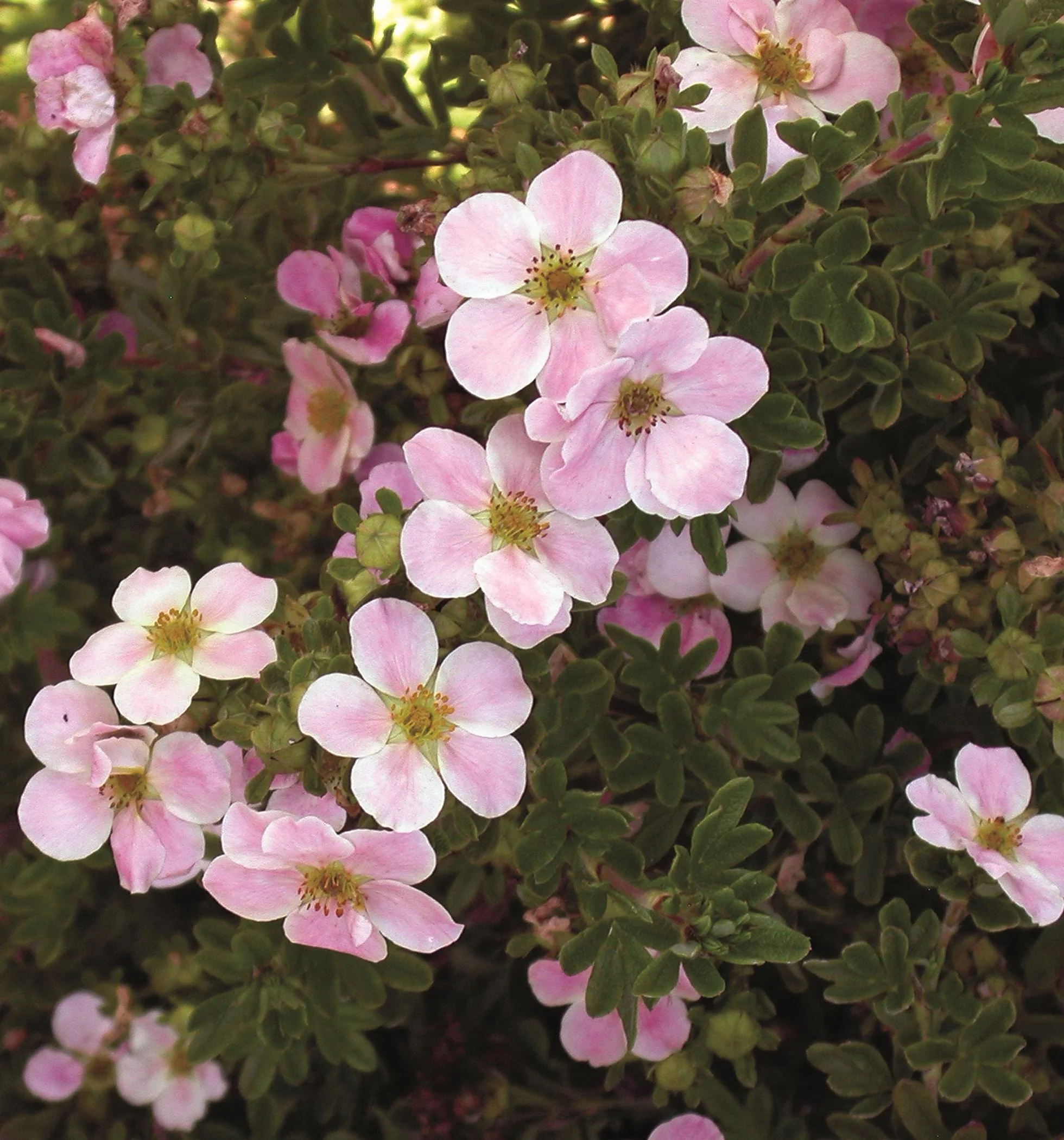 Pink Beauty Potentilla