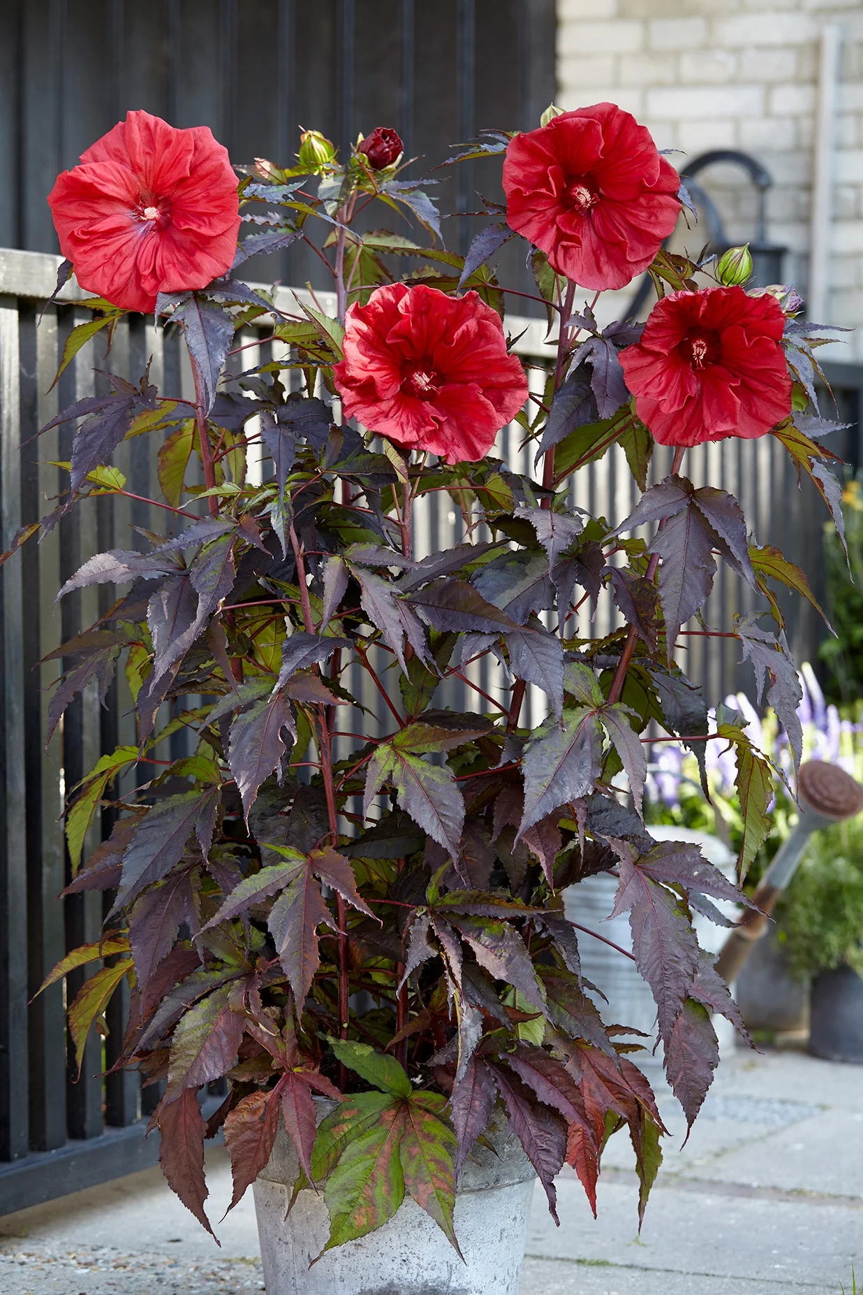 Carousel™ Red Wine Hibiscus