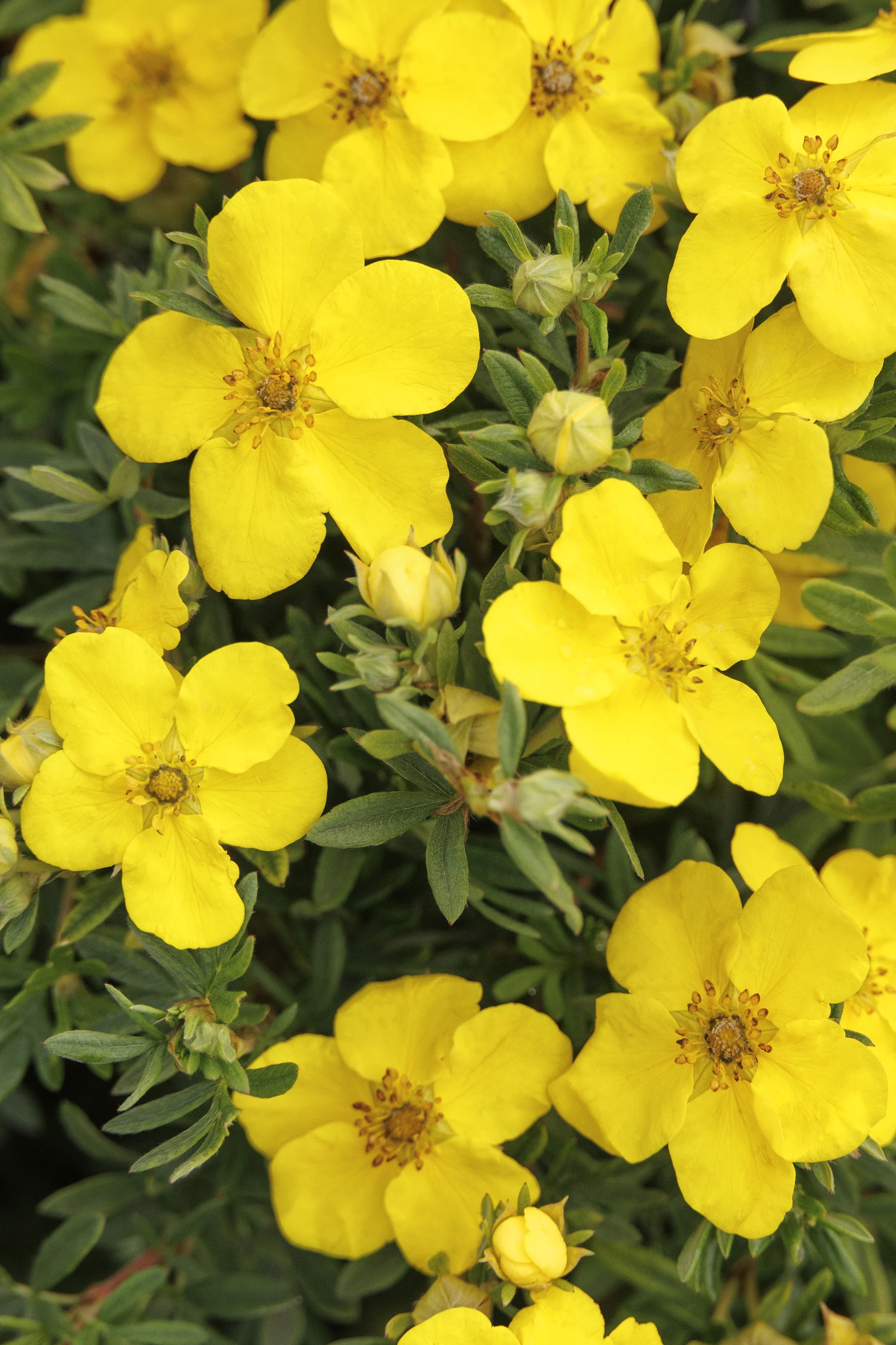 Goldfinger Potentilla 5 Goldfinger Potentilla