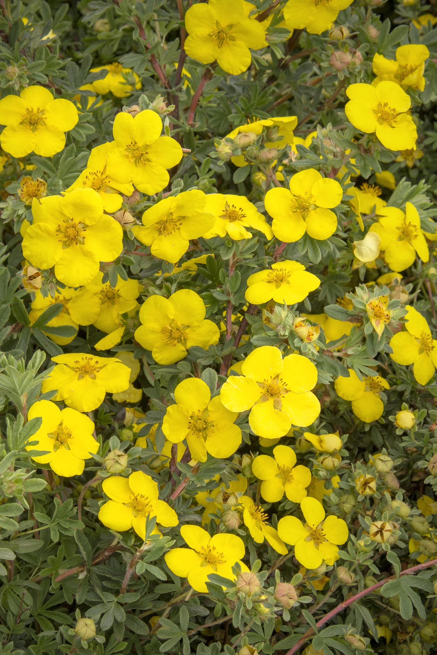 Gold Star Potentilla 7 Gold Star Potentilla