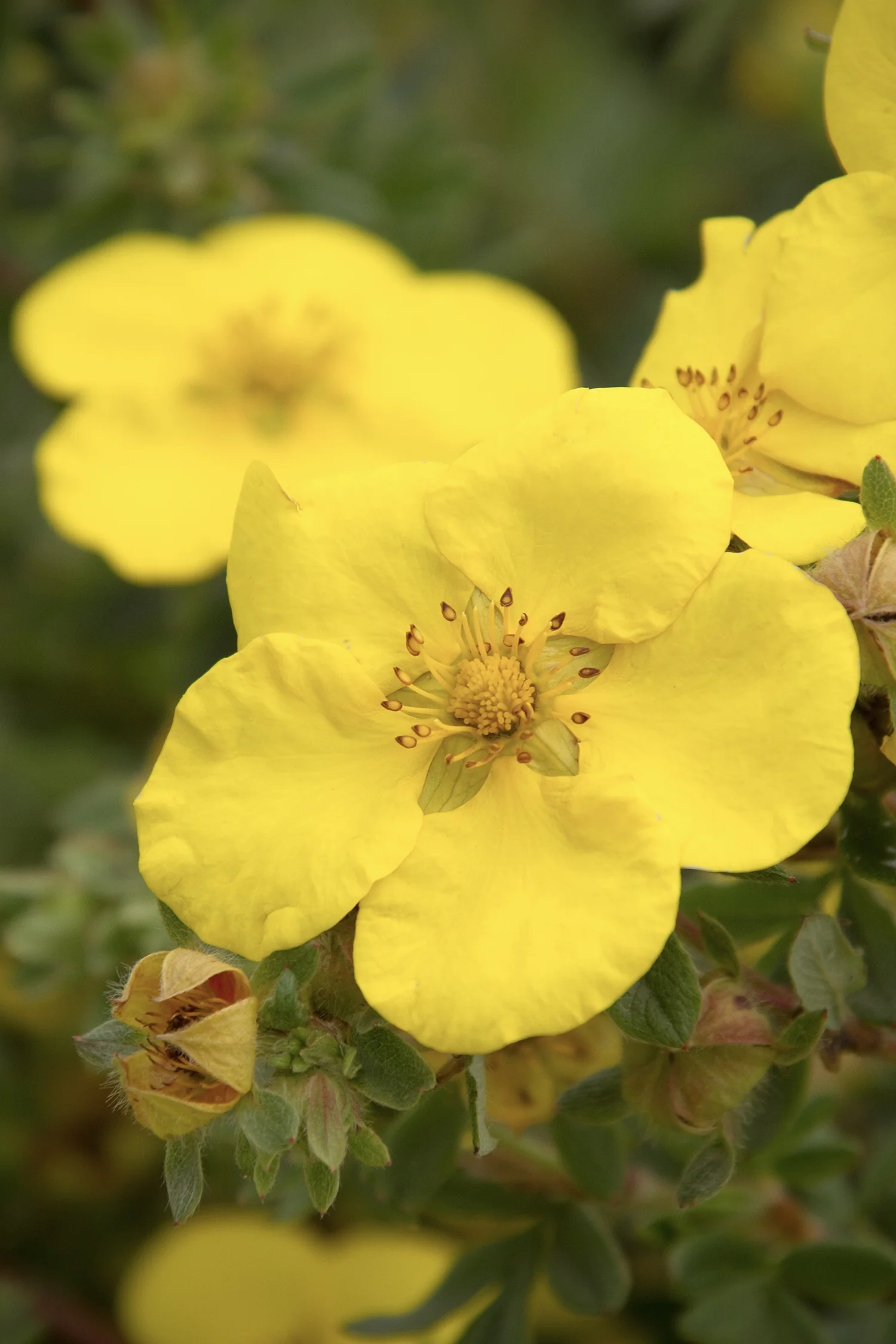 Gold Star Potentilla 2 Gold Star Potentilla