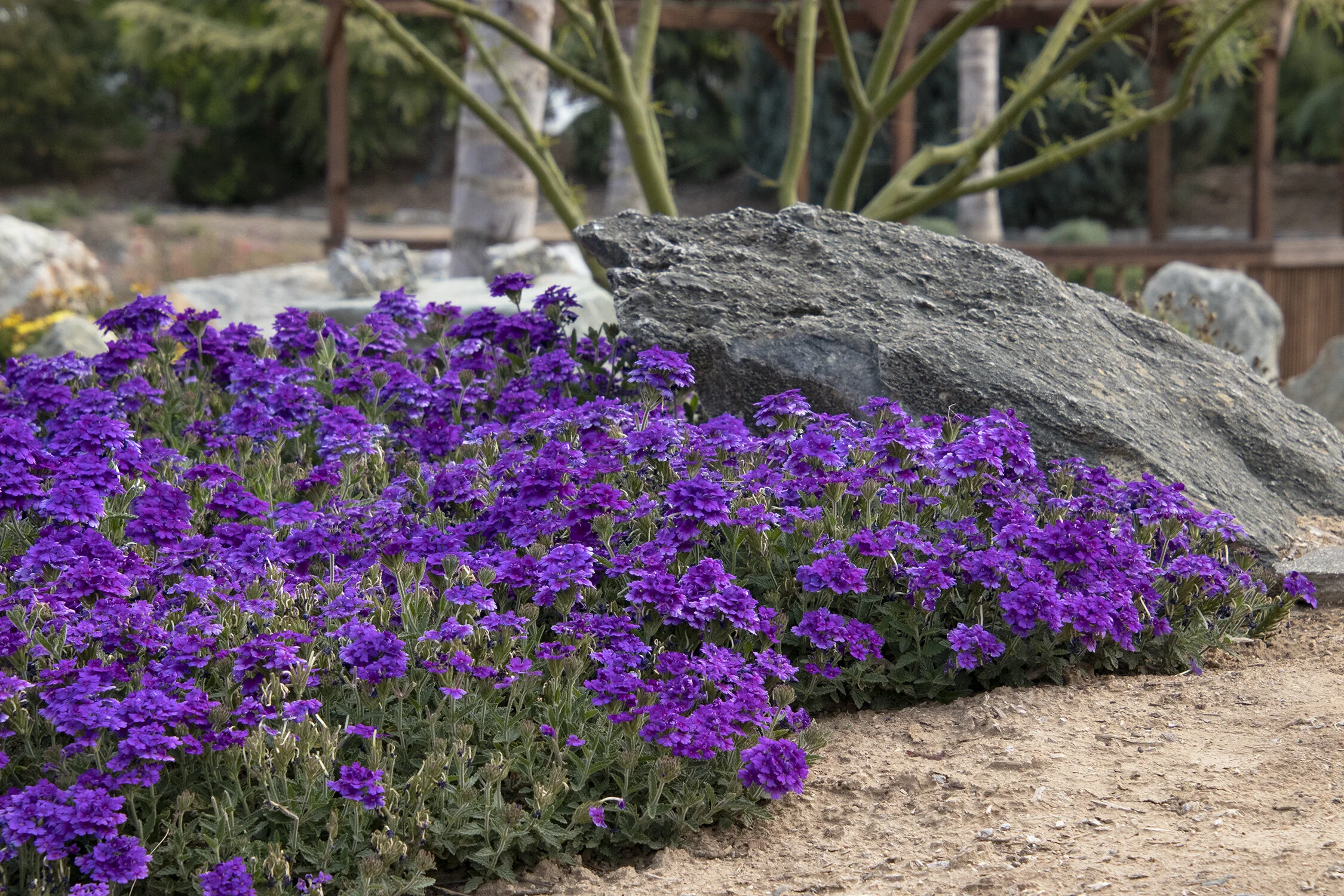 EnduraScape™ Dark Purple Verbena 5 EnduraScape™ Dark Purple Verbena