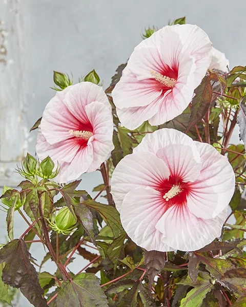 Carousel™ Pink Candy Hibiscus