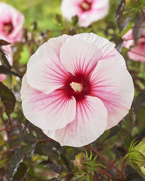 Carousel™ Pink Candy Hibiscus 2 Carousel™ Pink Candy Hibiscus