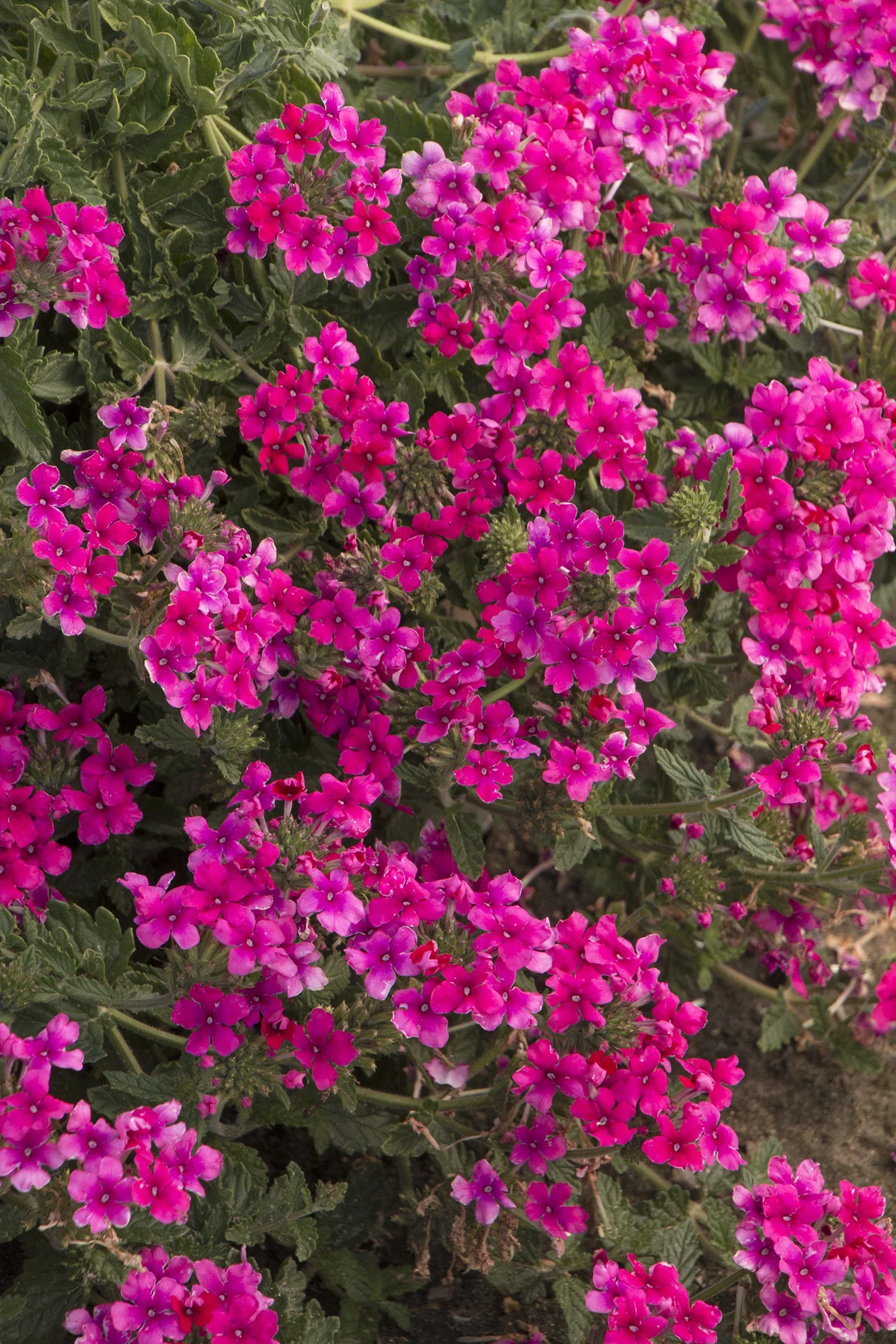 EnduraScape™ Hot Pink Verbena 1 EnduraScape™ Hot Pink Verbena