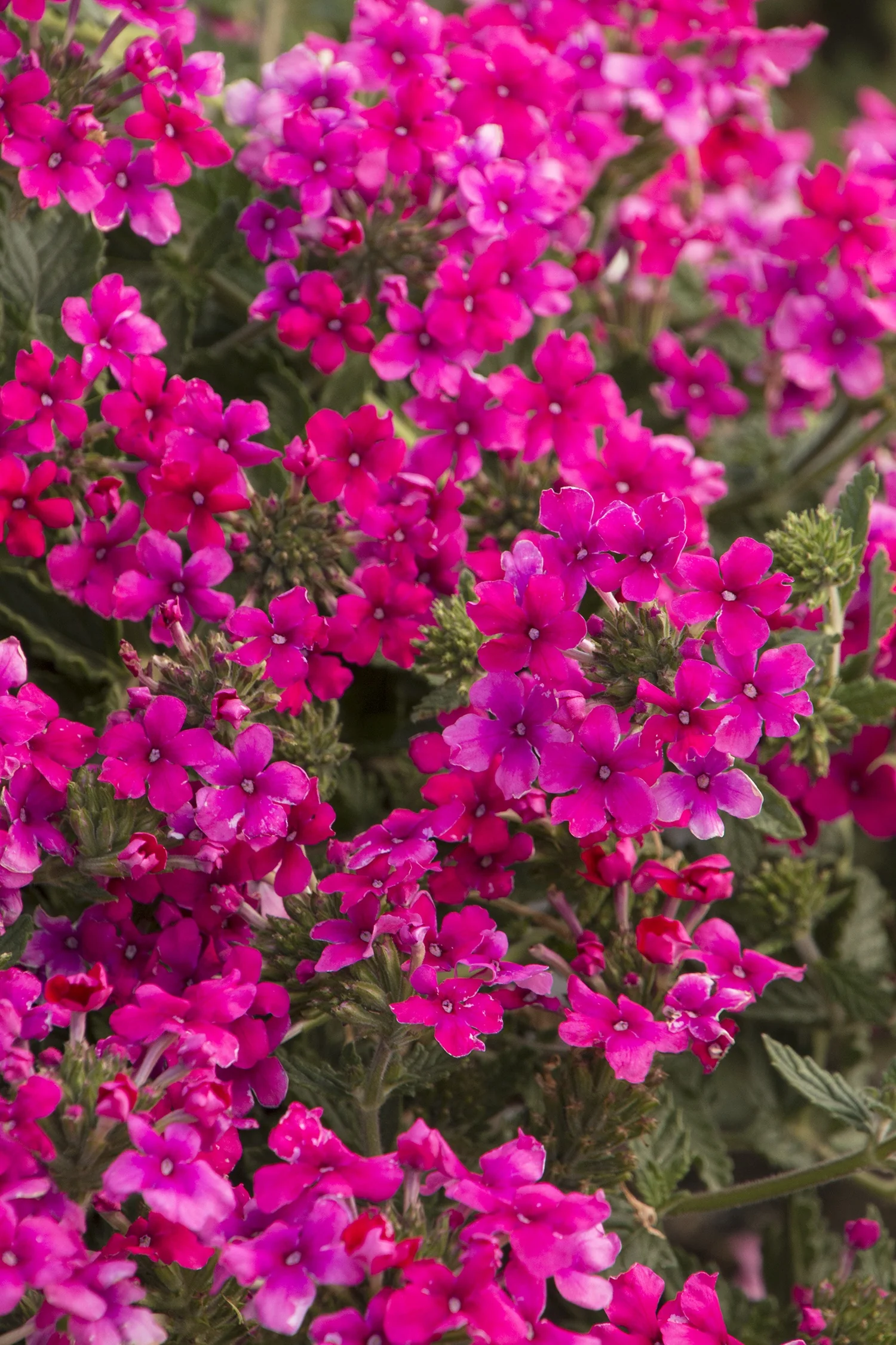 EnduraScape™ Hot Pink Verbena 2 EnduraScape™ Hot Pink Verbena