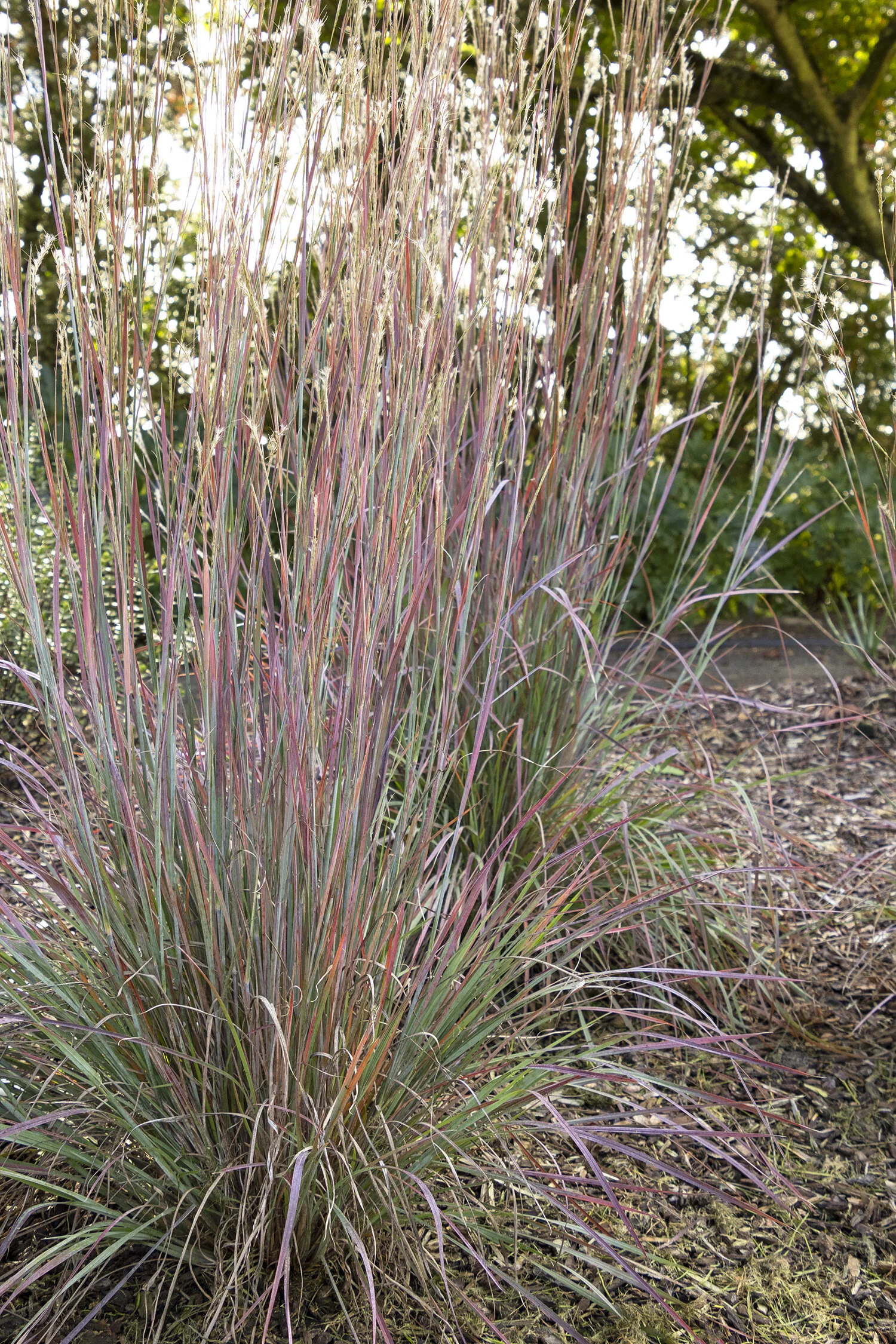 Standing Ovation Little Bluestem