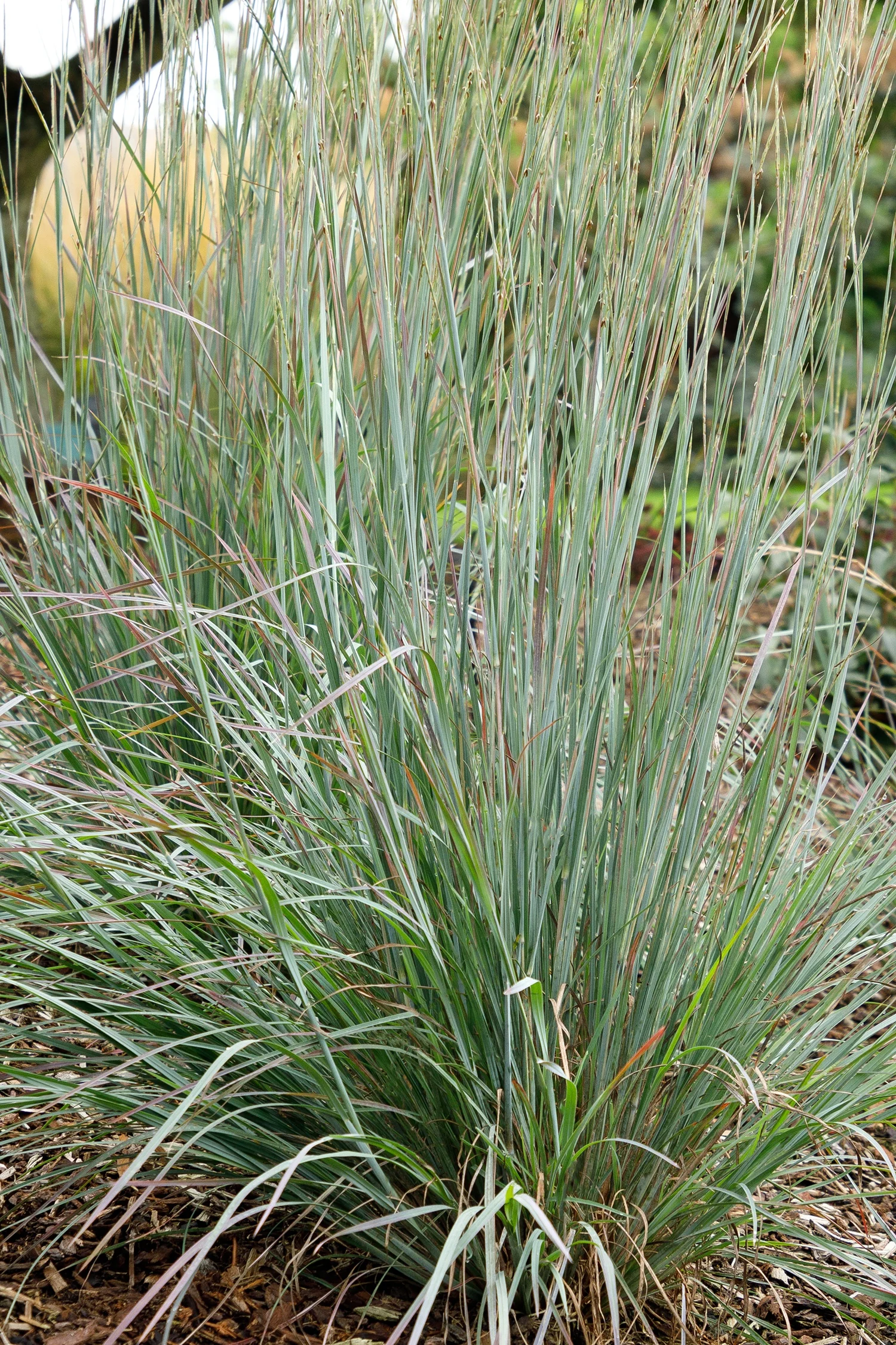 Standing Ovation Little Bluestem