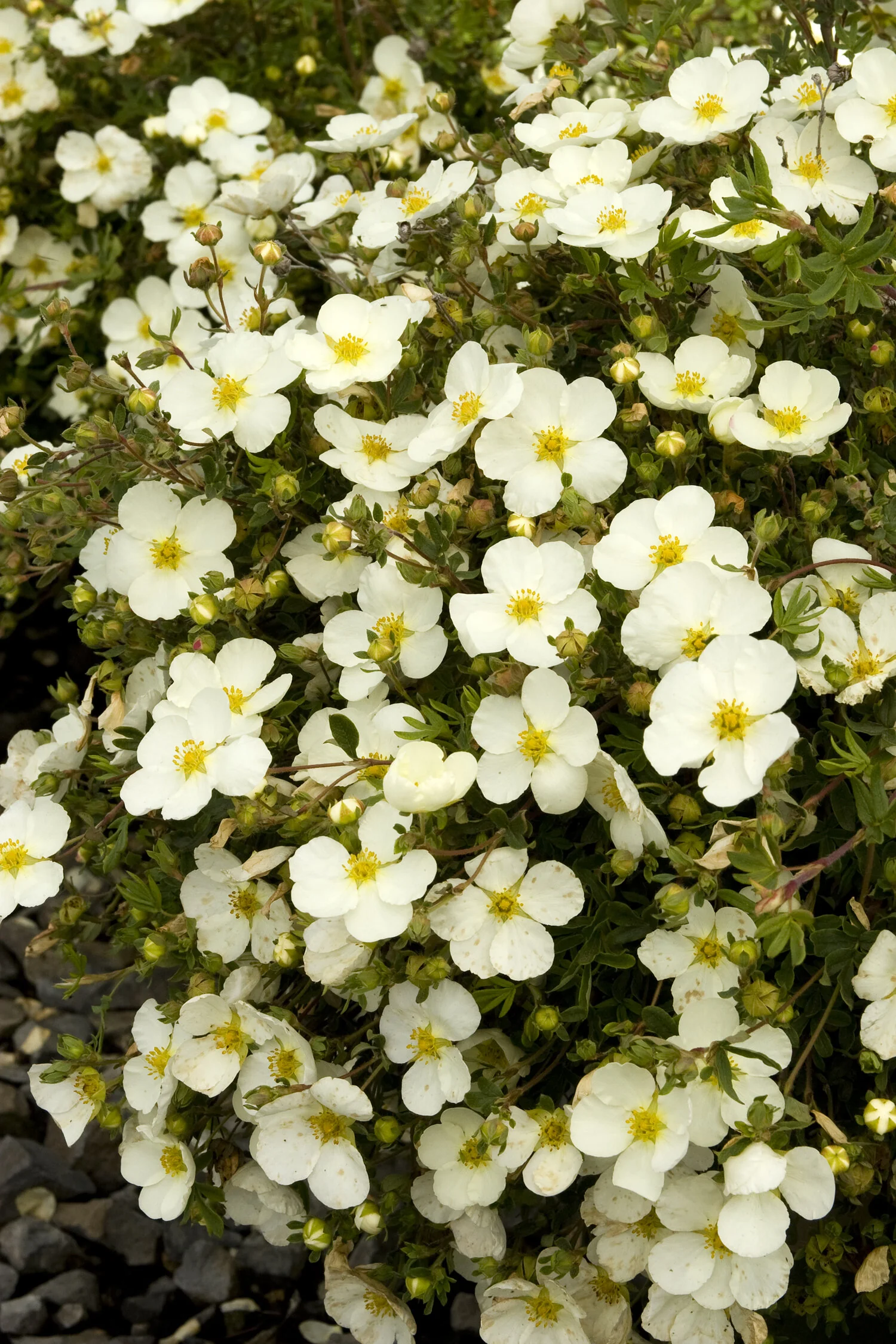 Frosty® Potentilla 1 Frosty® Potentilla